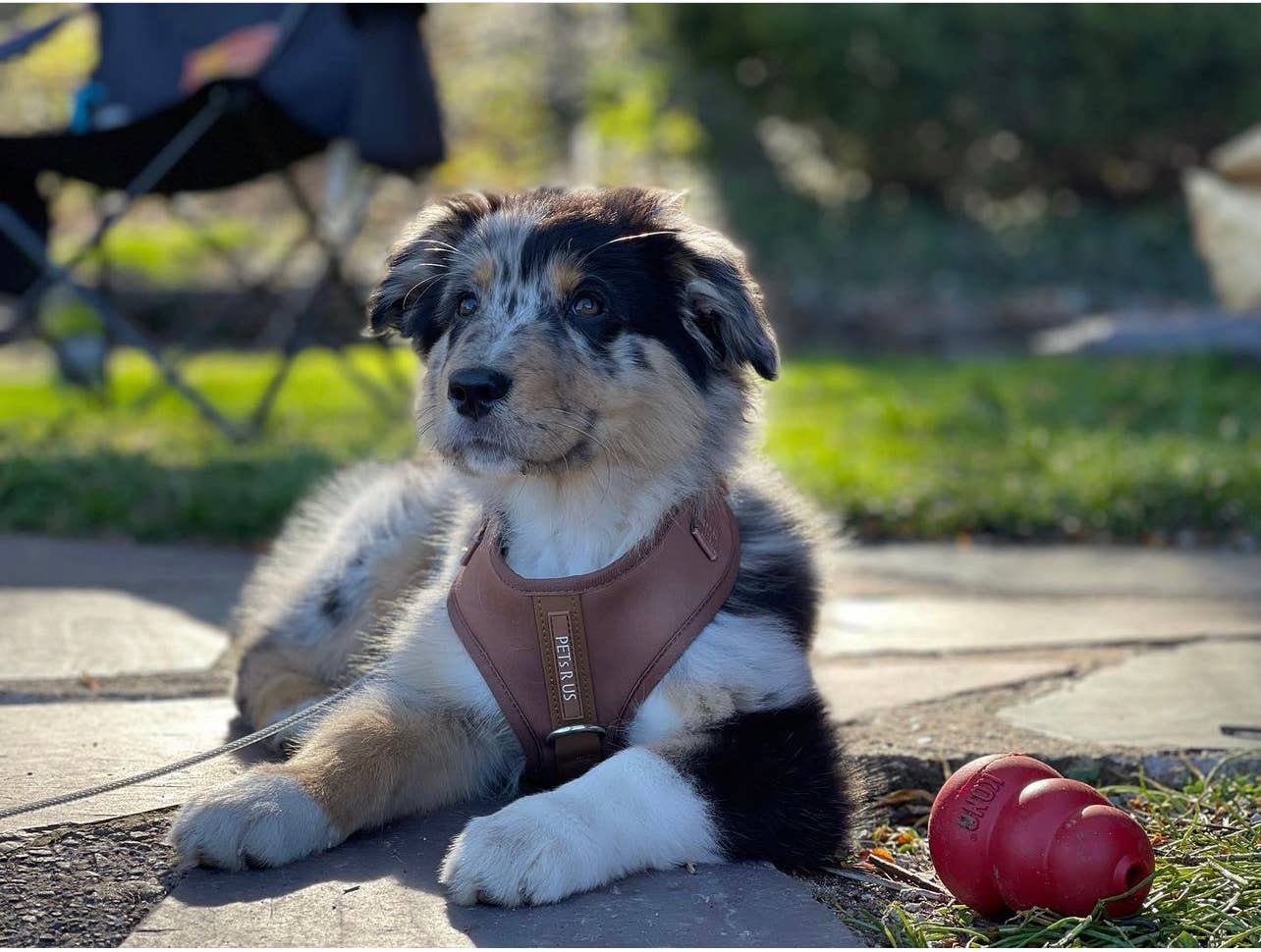 PETs R US - Adjustable No Pull Dog Harness, Brown Bronze: M