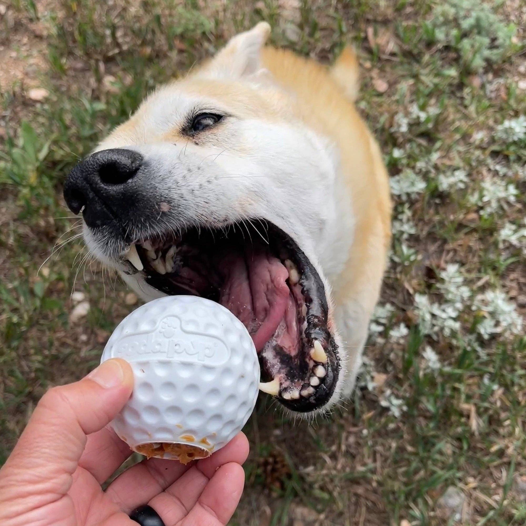 SodaPup Dog Toys - Golf Ball Rubber Treat Dispenser & Enrichment Toy