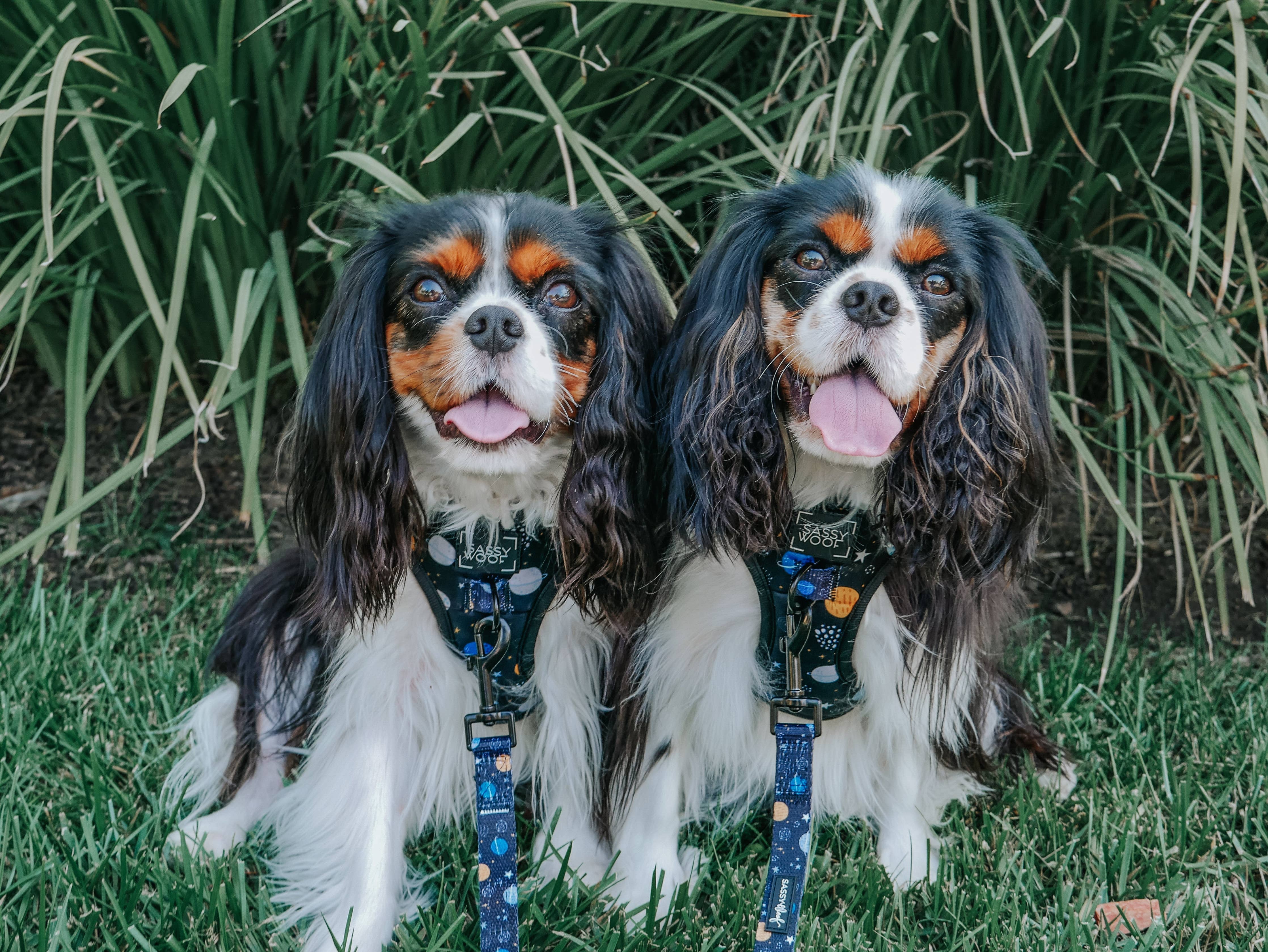 SASSY WOOF - Dog Adjustable Harness - To the Stars and Beyond: XXSmall