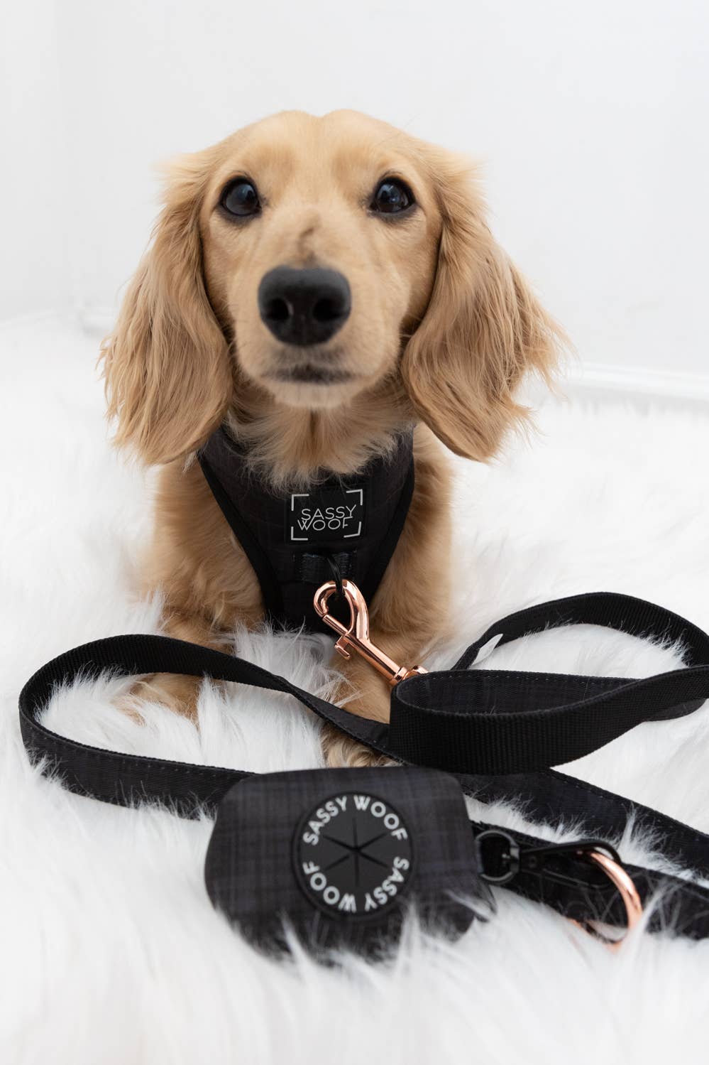 SASSY WOOF - Dog Adjustable  Harness - Baby Got Black: S