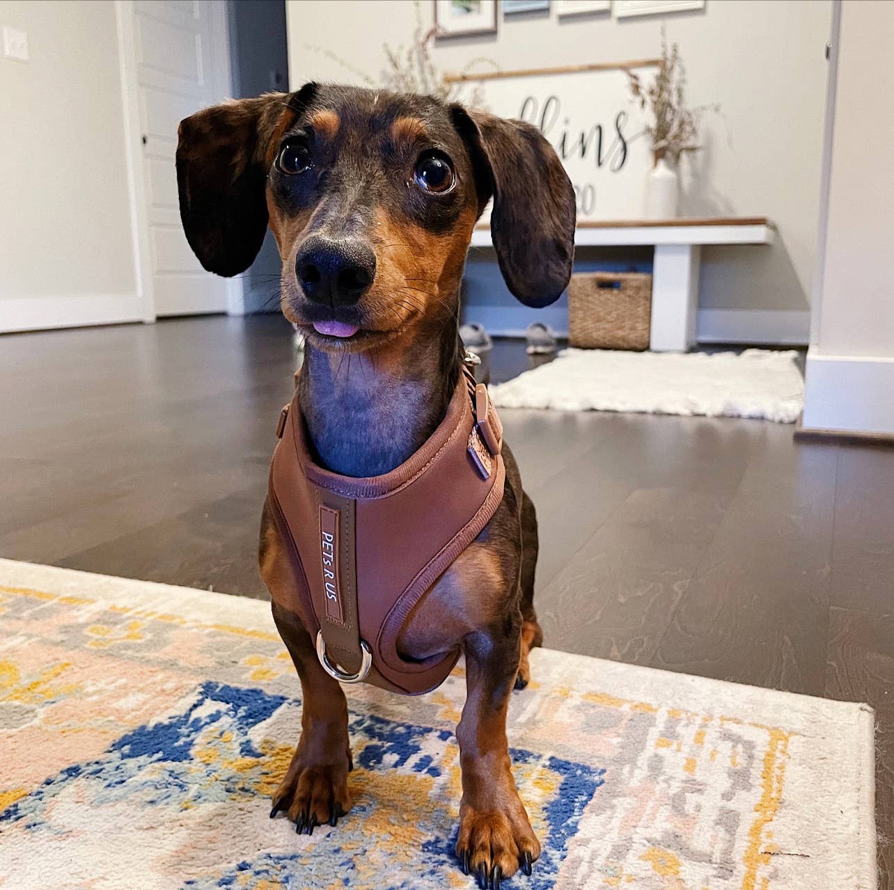 PETs R US - Adjustable No Pull Dog Harness, Brown Bronze: L