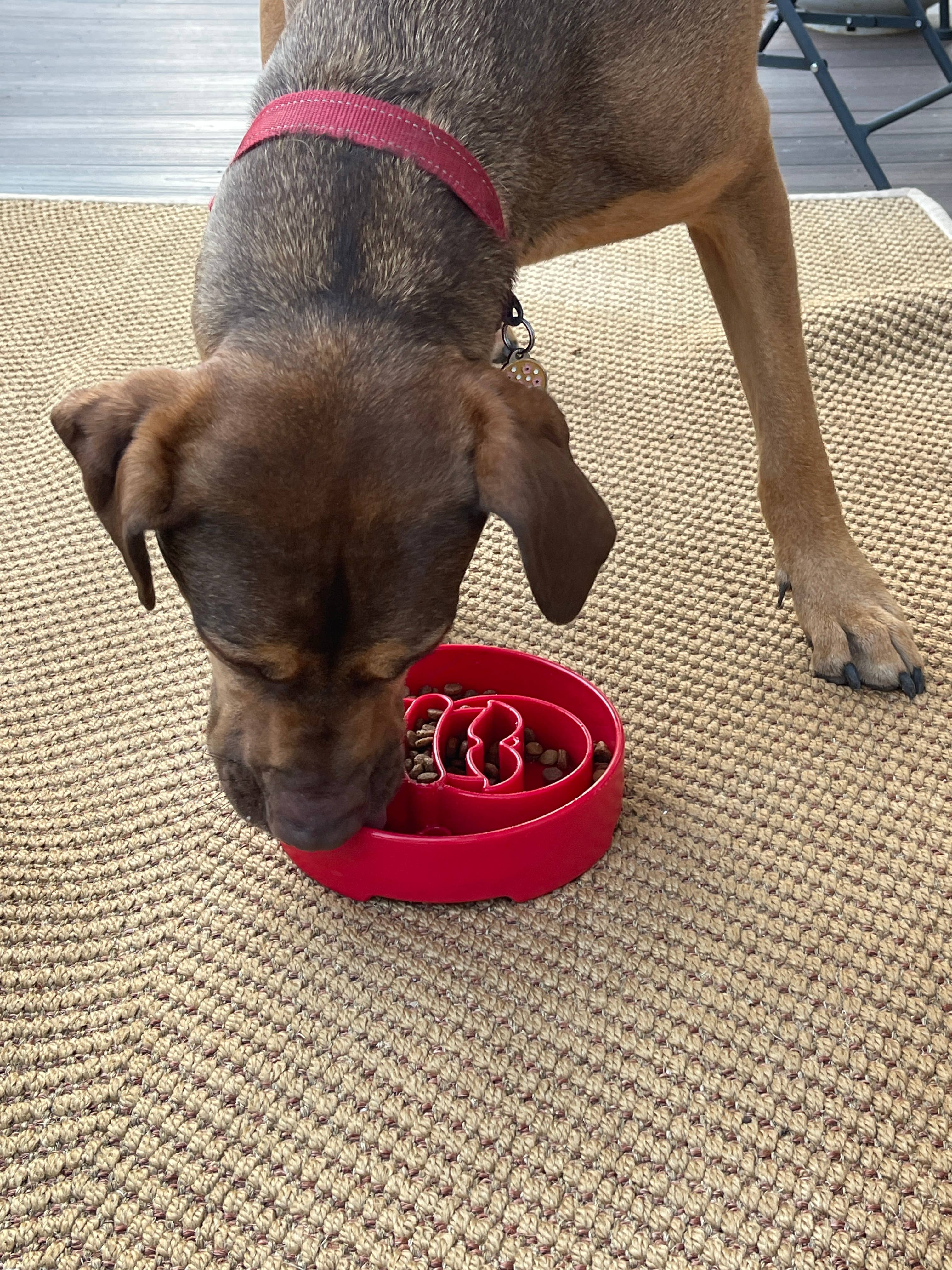 SodaPup Dog Toys - Santa Design eBowl Enrichment Slow Feeder Bowl for Dogs: Santa eBowl - red