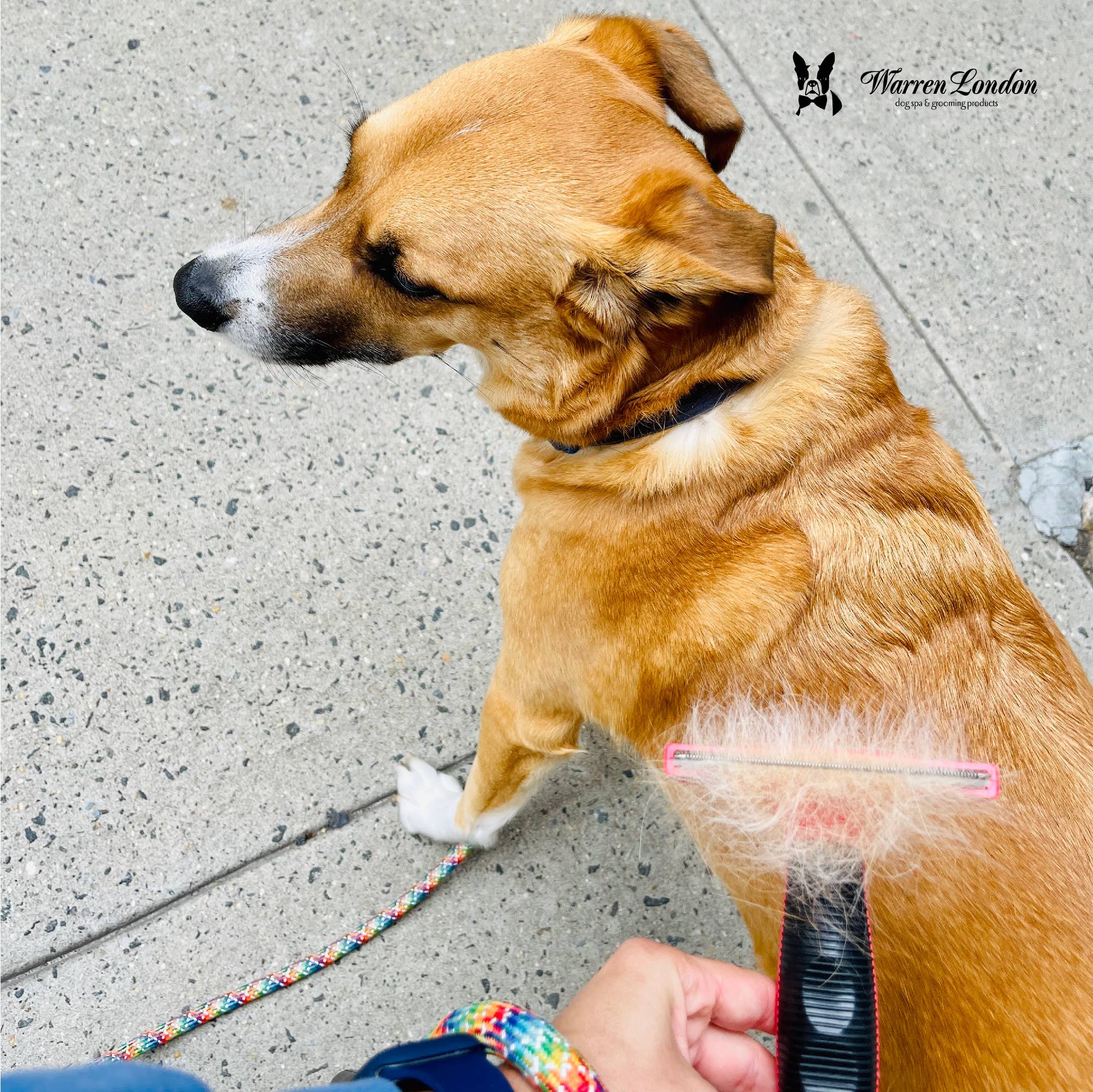 Warren London Dog Products - Short Hair Brush - Three Sizes: Medium (25-50lbs) / Black