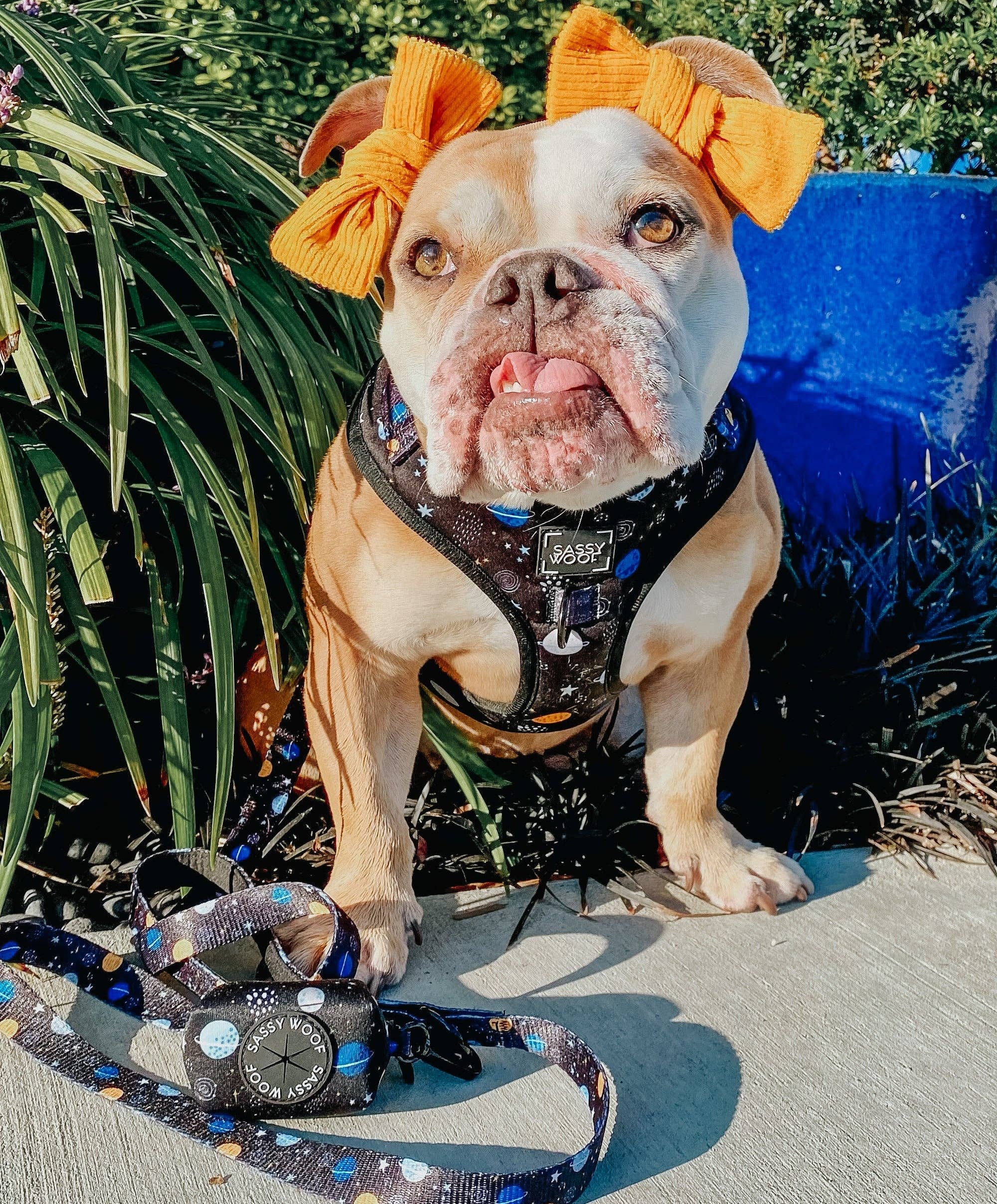 SASSY WOOF - Dog Adjustable Harness - To the Stars and Beyond: XXSmall