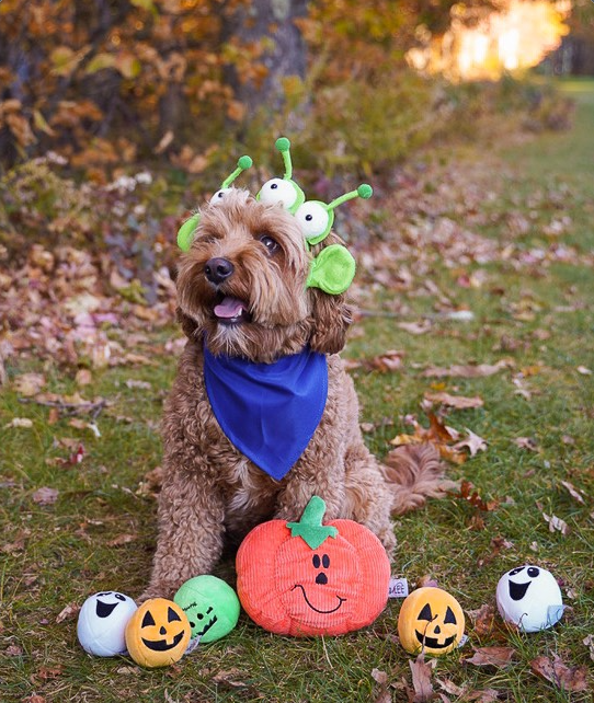 Midlee Designs - Midlee Alien Dog Costume Headband