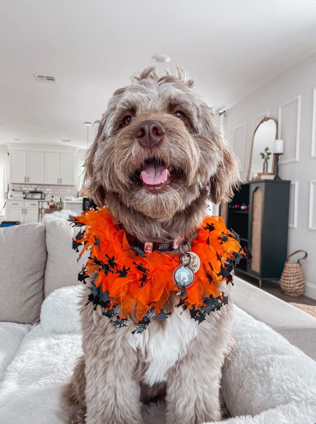 Midlee Designs - Midlee Witch Halloween Decorative Dog Collar: Large