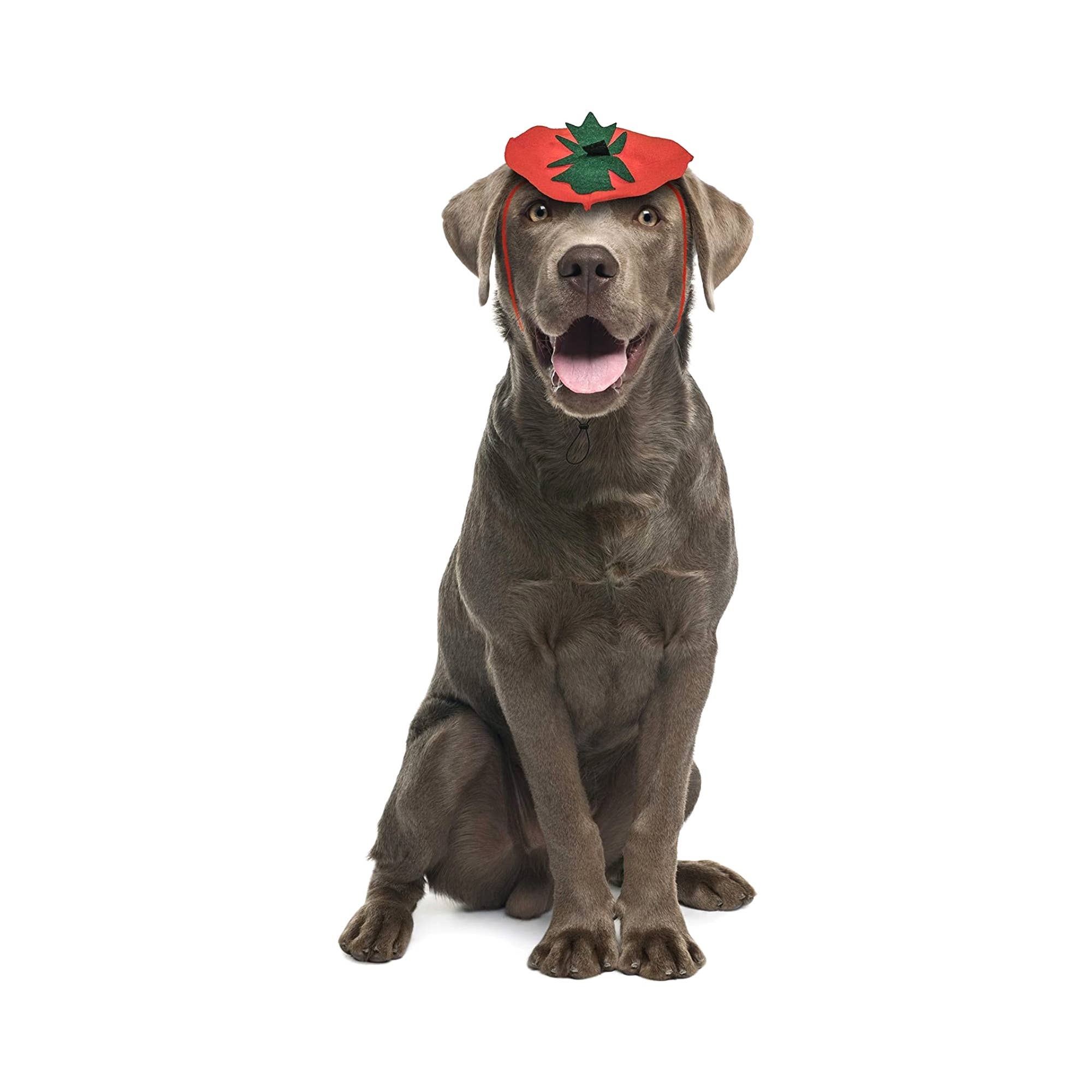 Midlee Designs - Midlee Dog Pumpkin Headband Halloween Costume