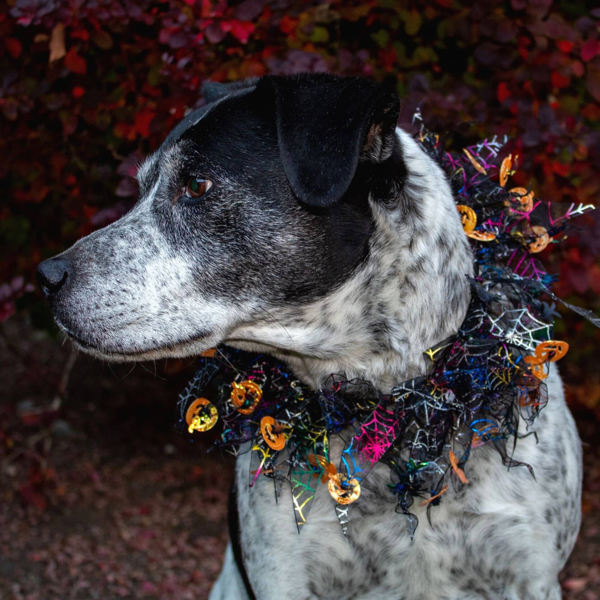 Midlee Designs - Midlee Pumpkin & Spider Web Halloween Decorative Dog Collar: Medium
