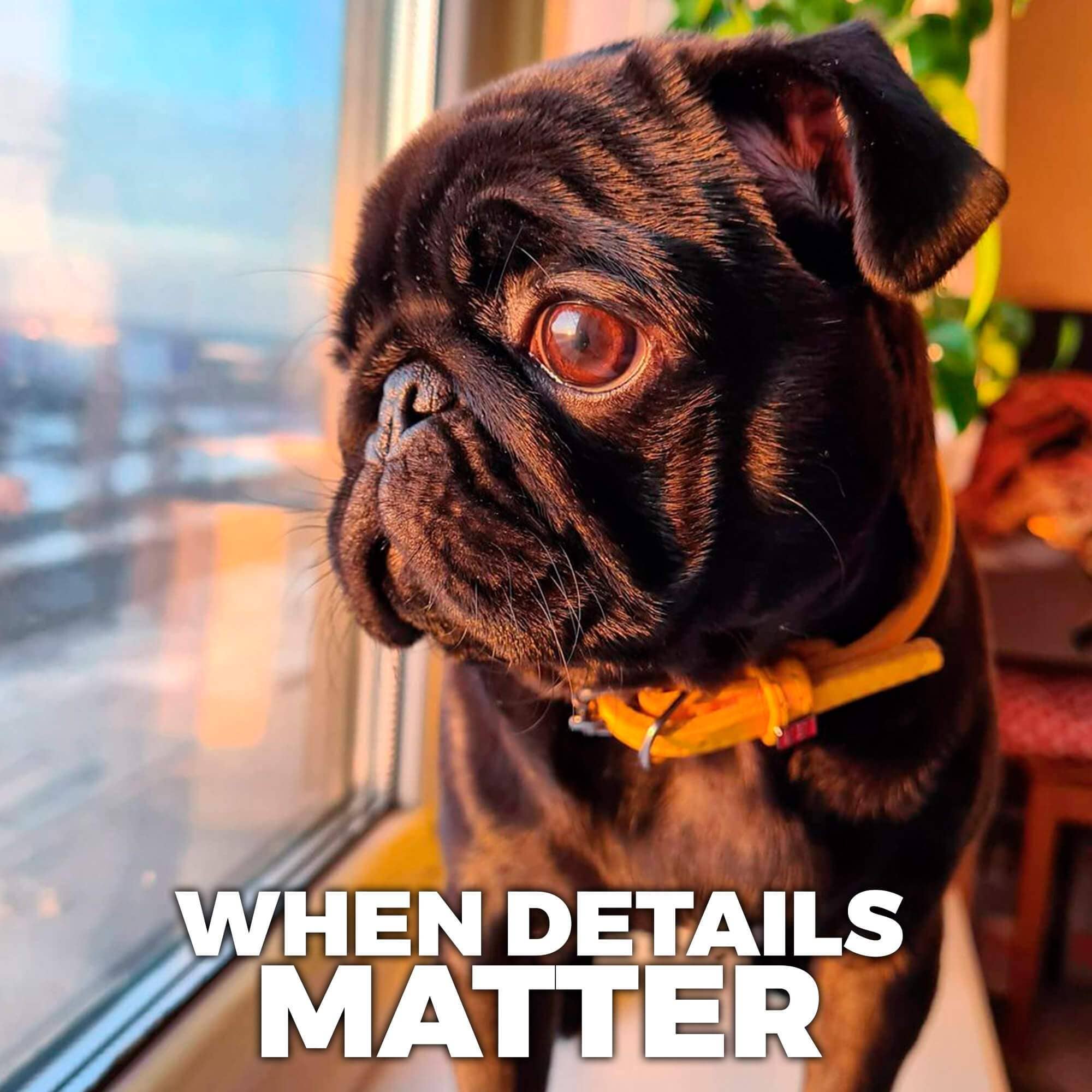 WAUDOG - Glamour Reinforced Rolled Leather Collar With Metal Clasp: XS 13 in / Black