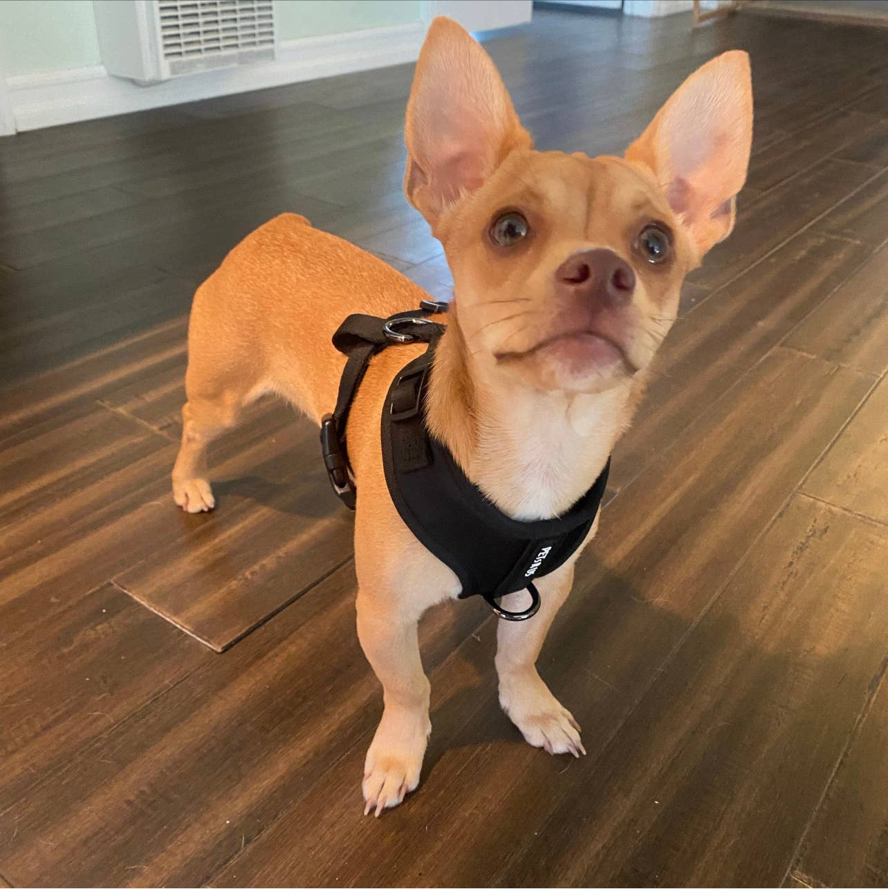 PETs R US - Adjustable No Pull Dog Harness, Charcoal Black: M