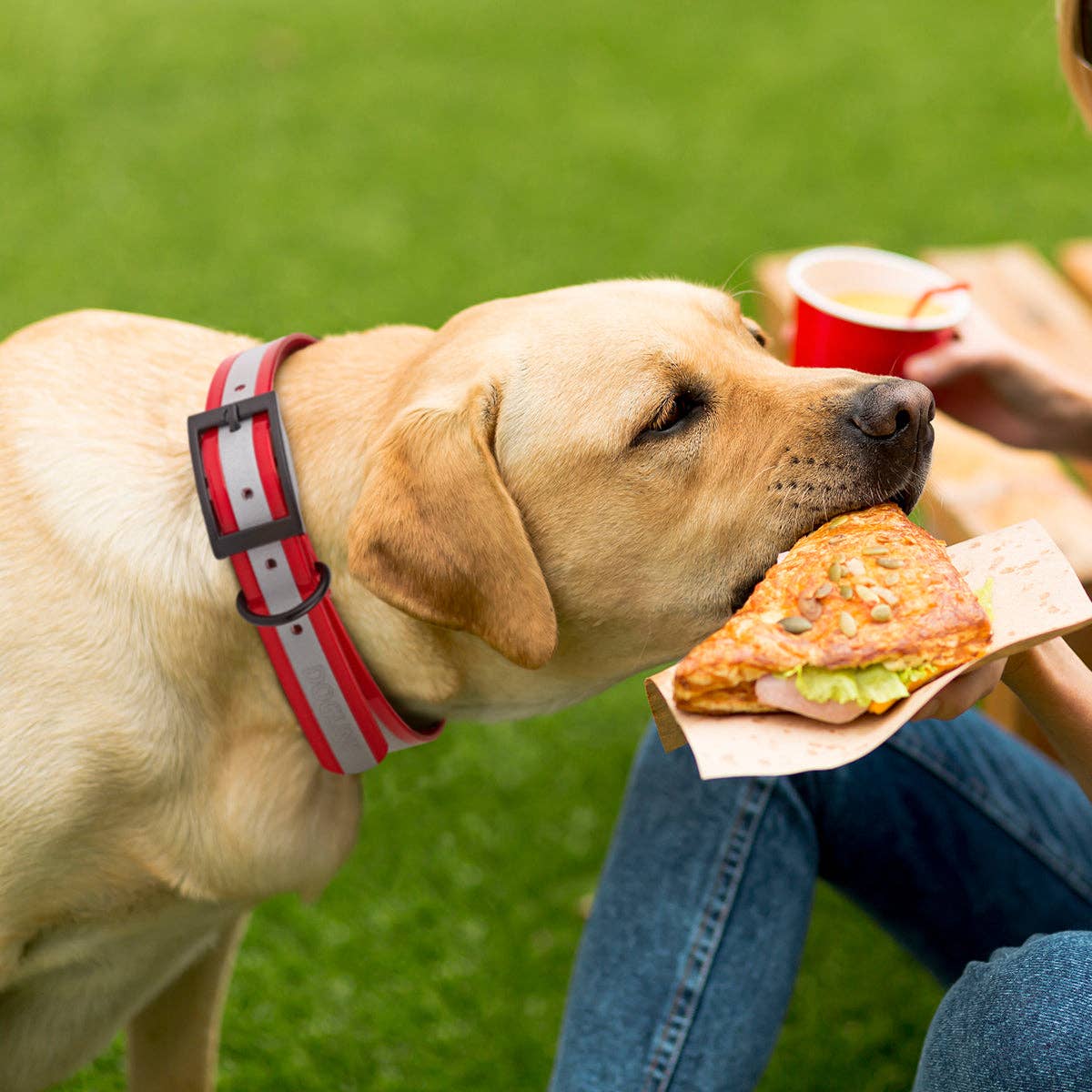 Dogline 15-18" 3/4- Biothane Translucent Reflective Collar: Orange / 15"-18" / 3/4"