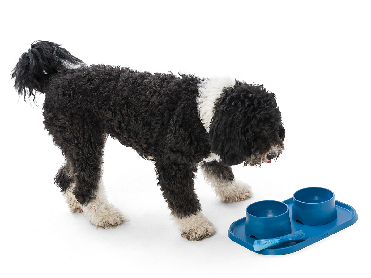 West Paw - No-Slip Dog Feeding Water Bowl: Kelp