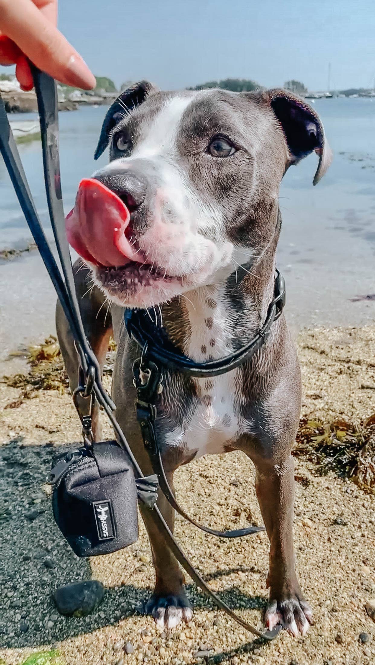 SASSY WOOF - Waterproof Dog Leash - Black