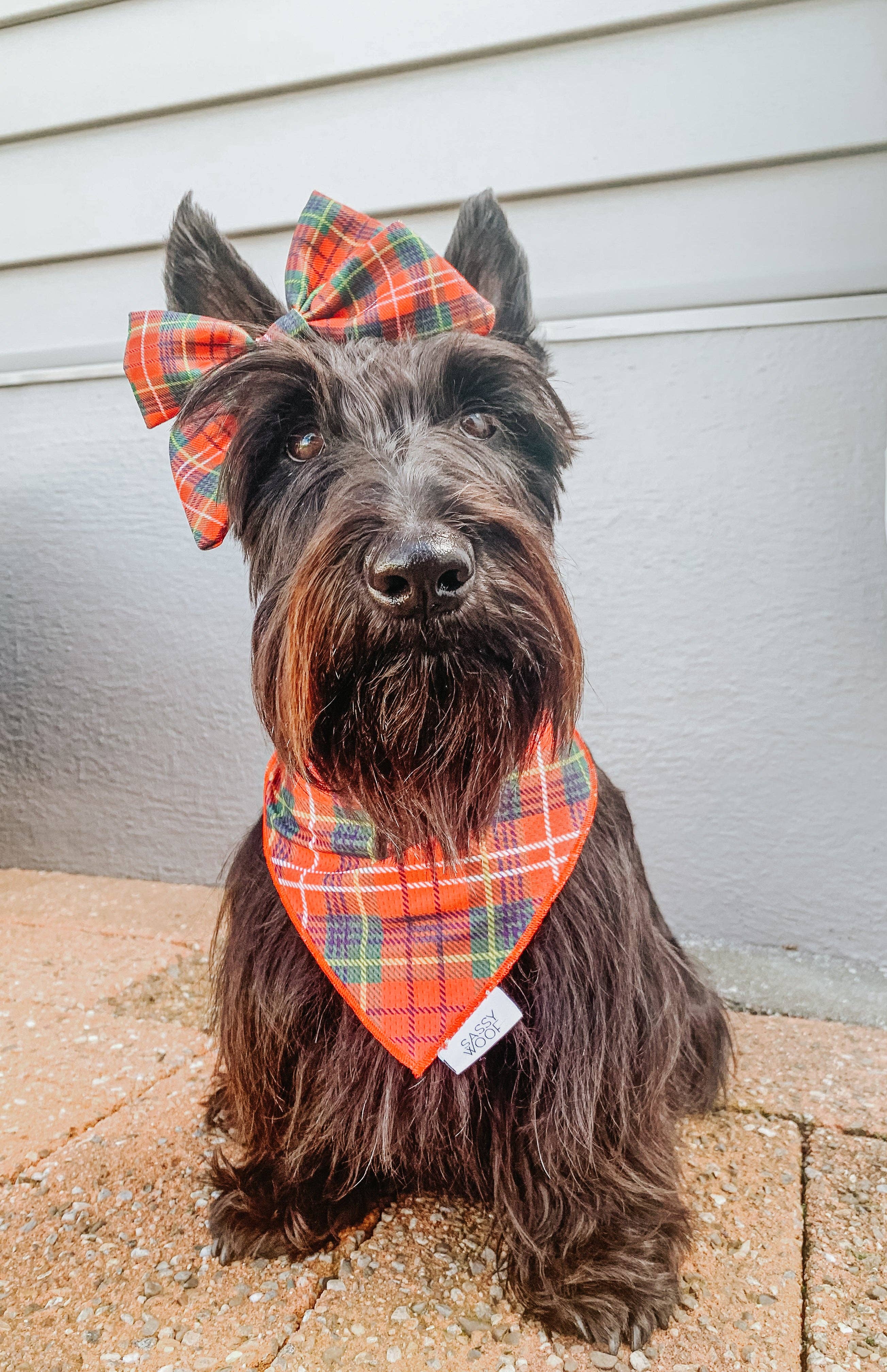 SASSY WOOF - Dog Sailor Bow - Deck the Paws (Christmas)