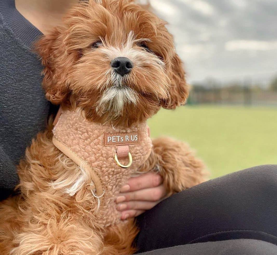 PETs R US - Adjustable No Pull Dog Harness, Teddy Sherpa Brown: M