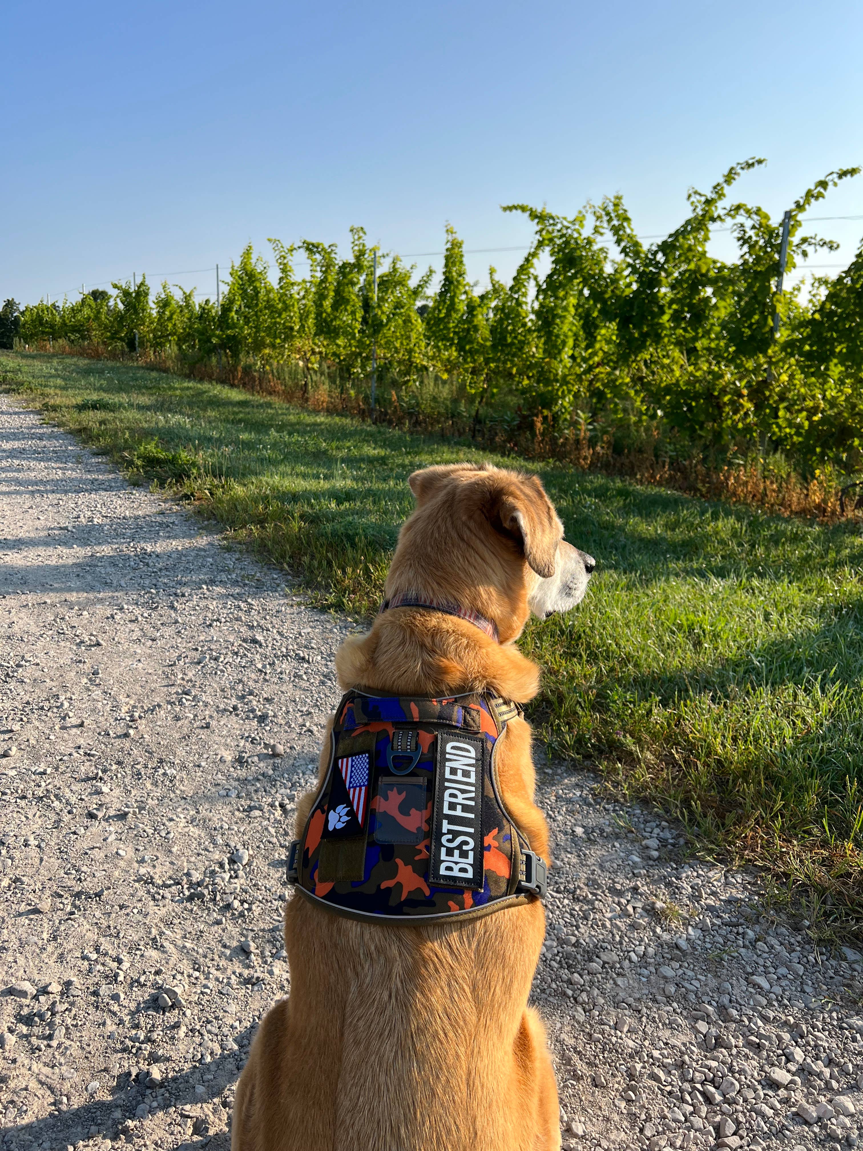 DOGWORX, LLC - Trail Buddy Harness - BLUE CAMO: Large