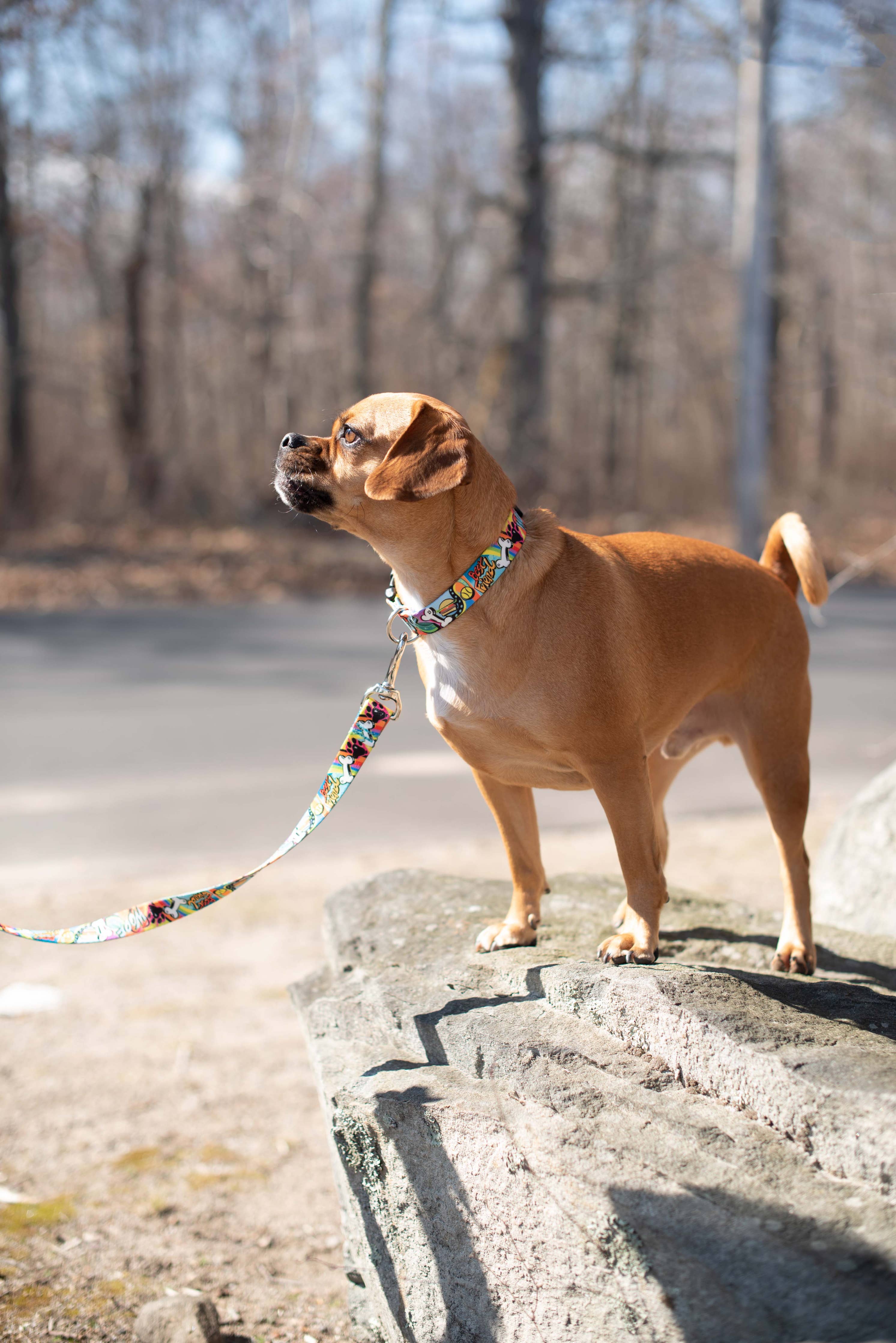 Up Country, Inc. - Graffiti Dog Collar: XS / Narrow