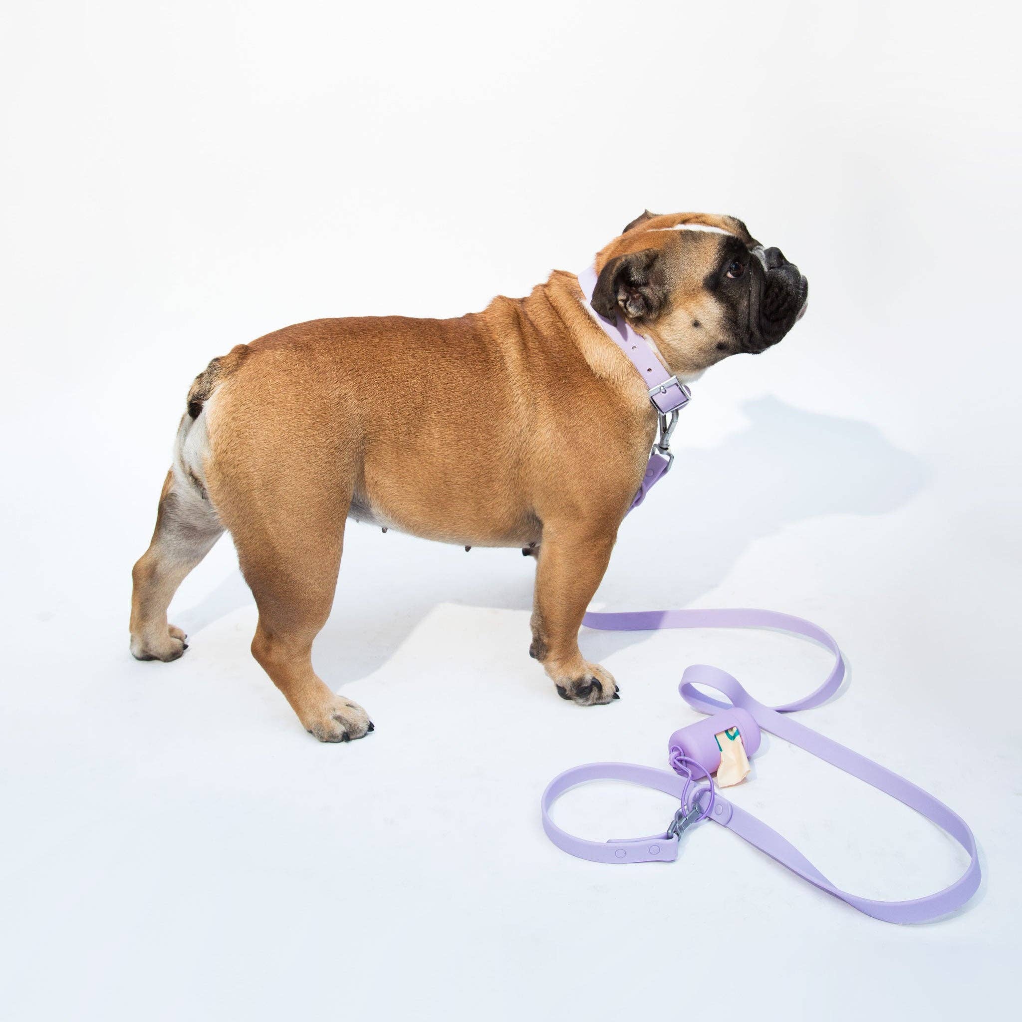 dogged - Dogged basics collar - lavender: S