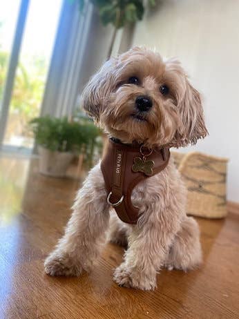 PETs R US - Adjustable No Pull Dog Harness, Brown Bronze: XXS