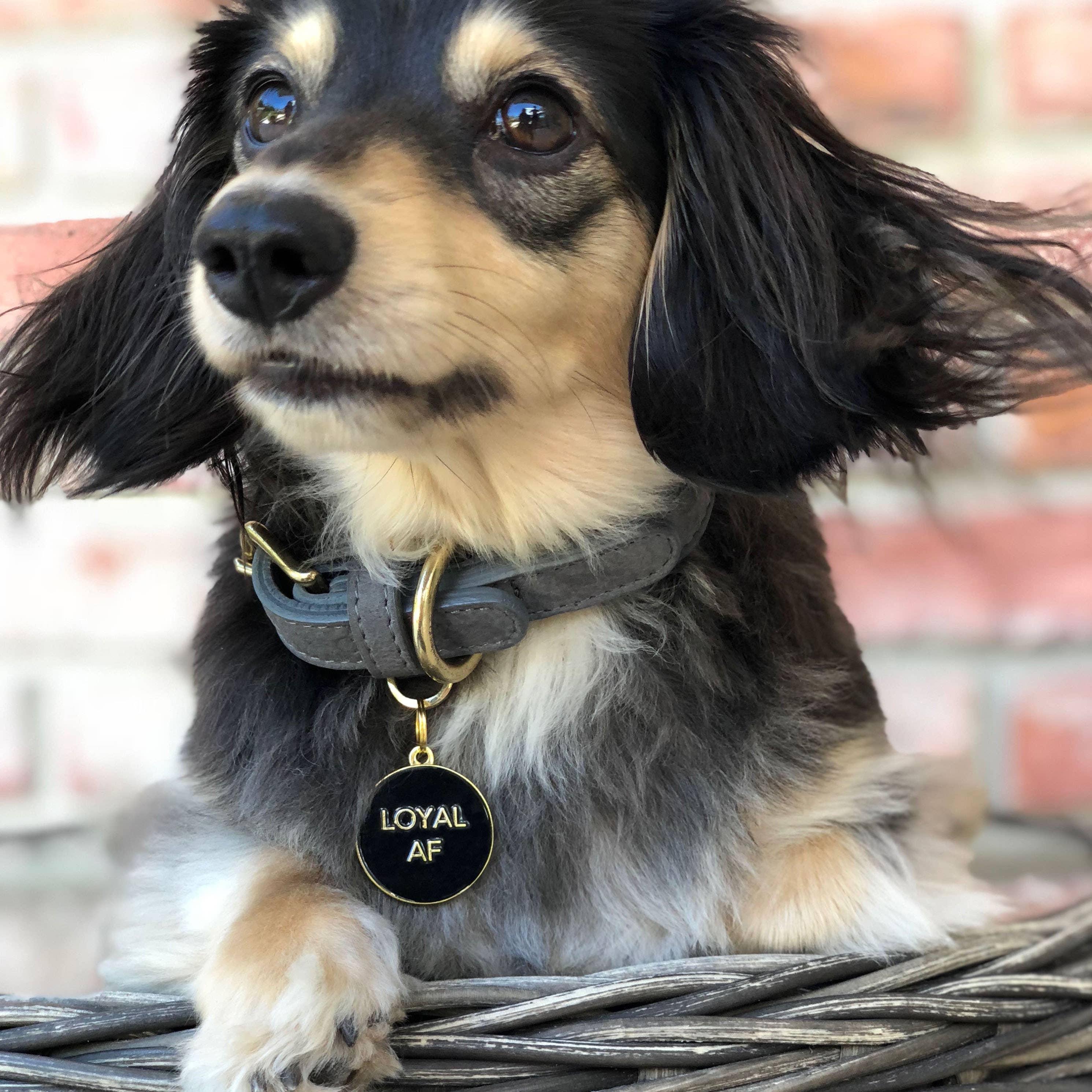 Loyal AF Pet ID Tag: Black