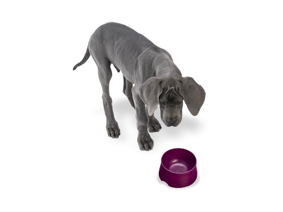 West Paw - No-Slip Dog Feeding Water Bowl: Kelp