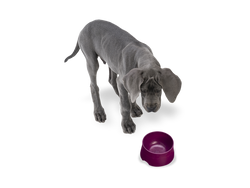 West Paw - No-Slip Dog Feeding Water Bowl: Kelp