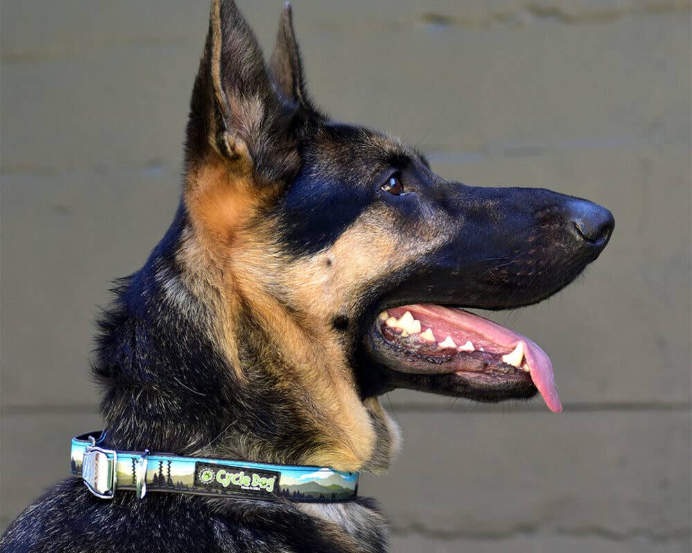 Cycle Dog - Elk Ridge Dog Collar: Latch-Lock Metal Buckle / Medium / Standard