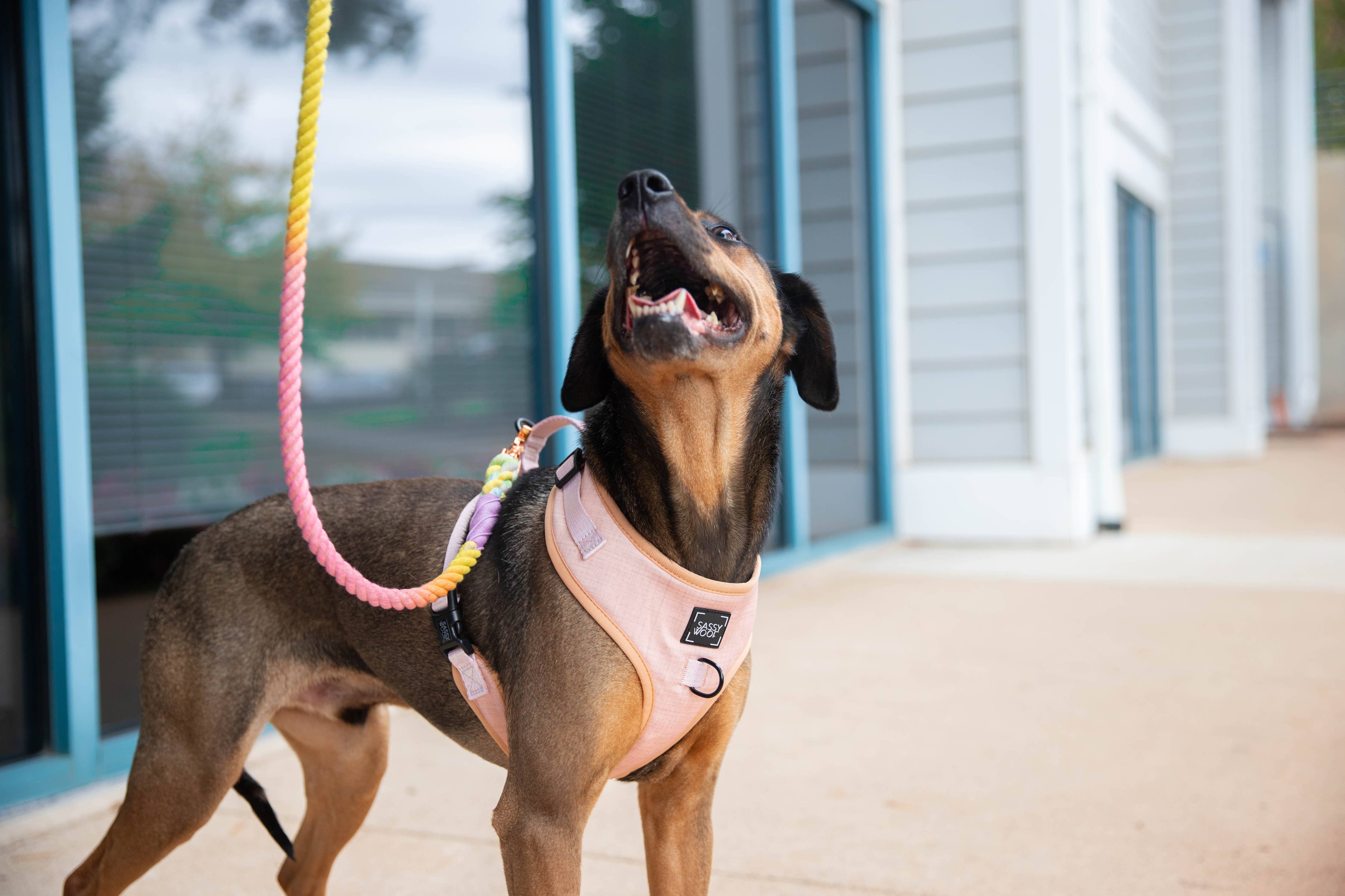 SASSY WOOF - Dog Adjustable Harness - Pinot: XL