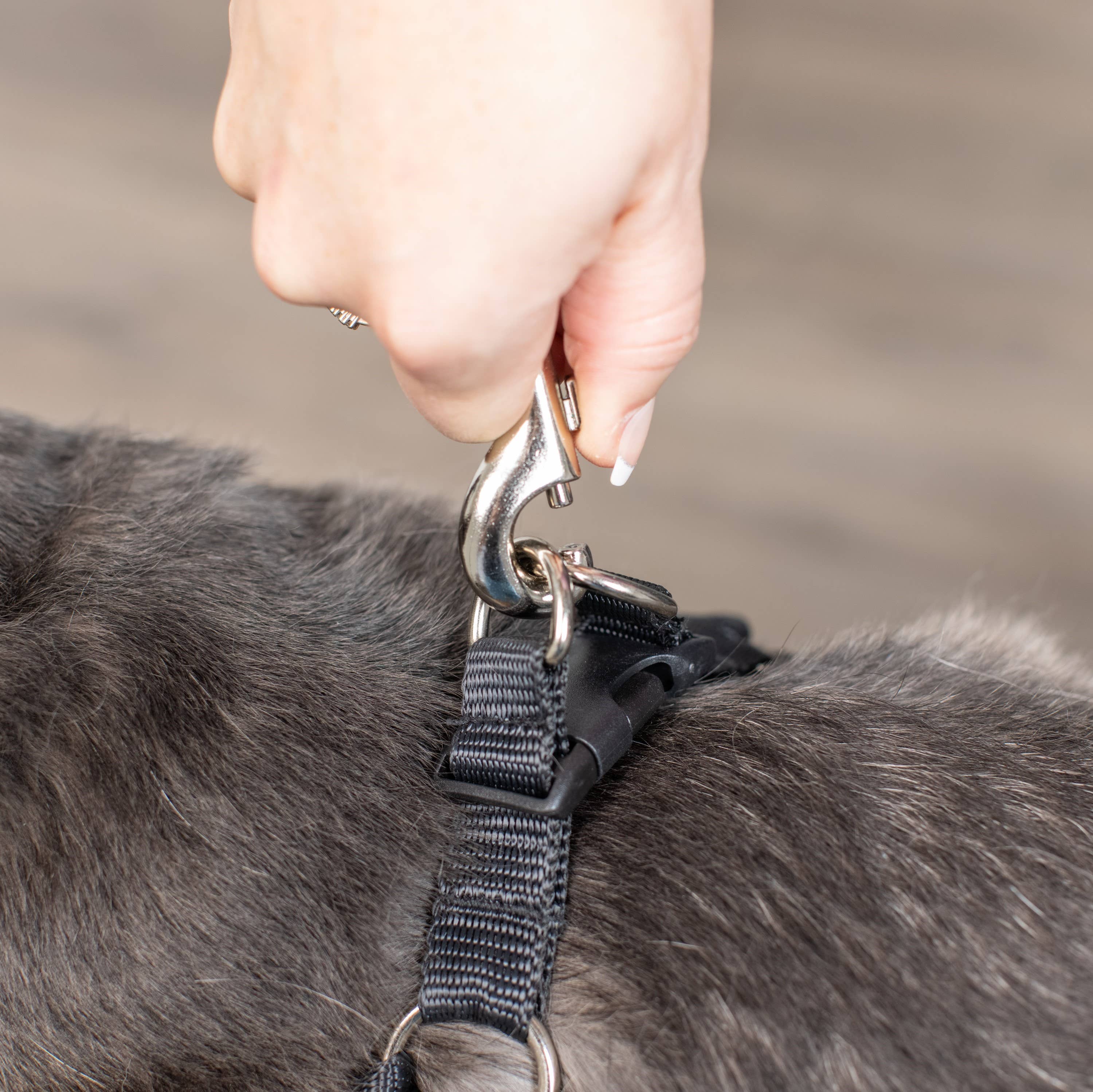 Huxley & Kent - Scout LoPro Harness Raspberry: XS (4-8lbs)