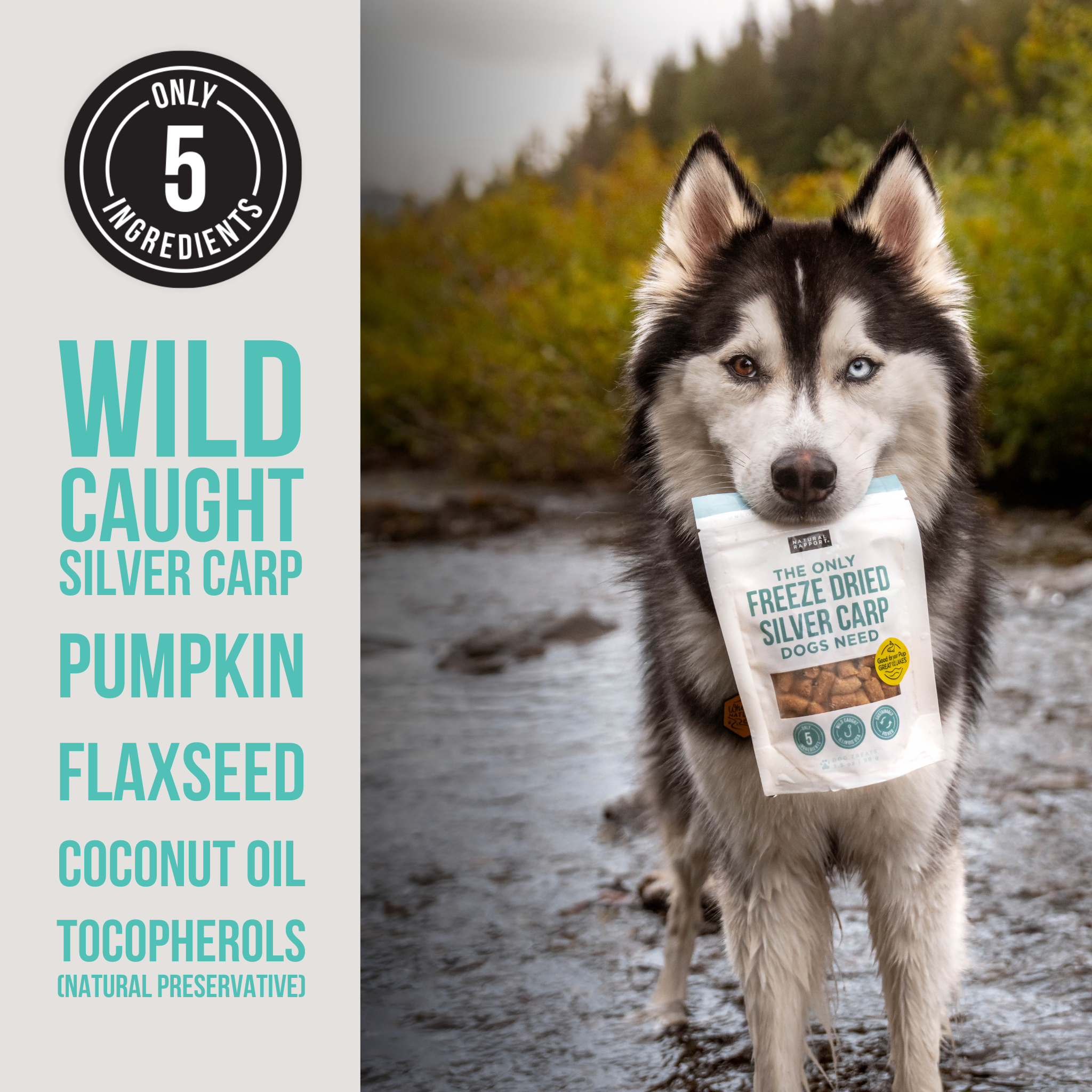 Natural Rapport - The Only Freeze Dried Silver Carp Dogs Need: 3.5 oz bag