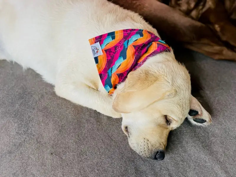 HappyAK - Denali Pet Bandana: X Small