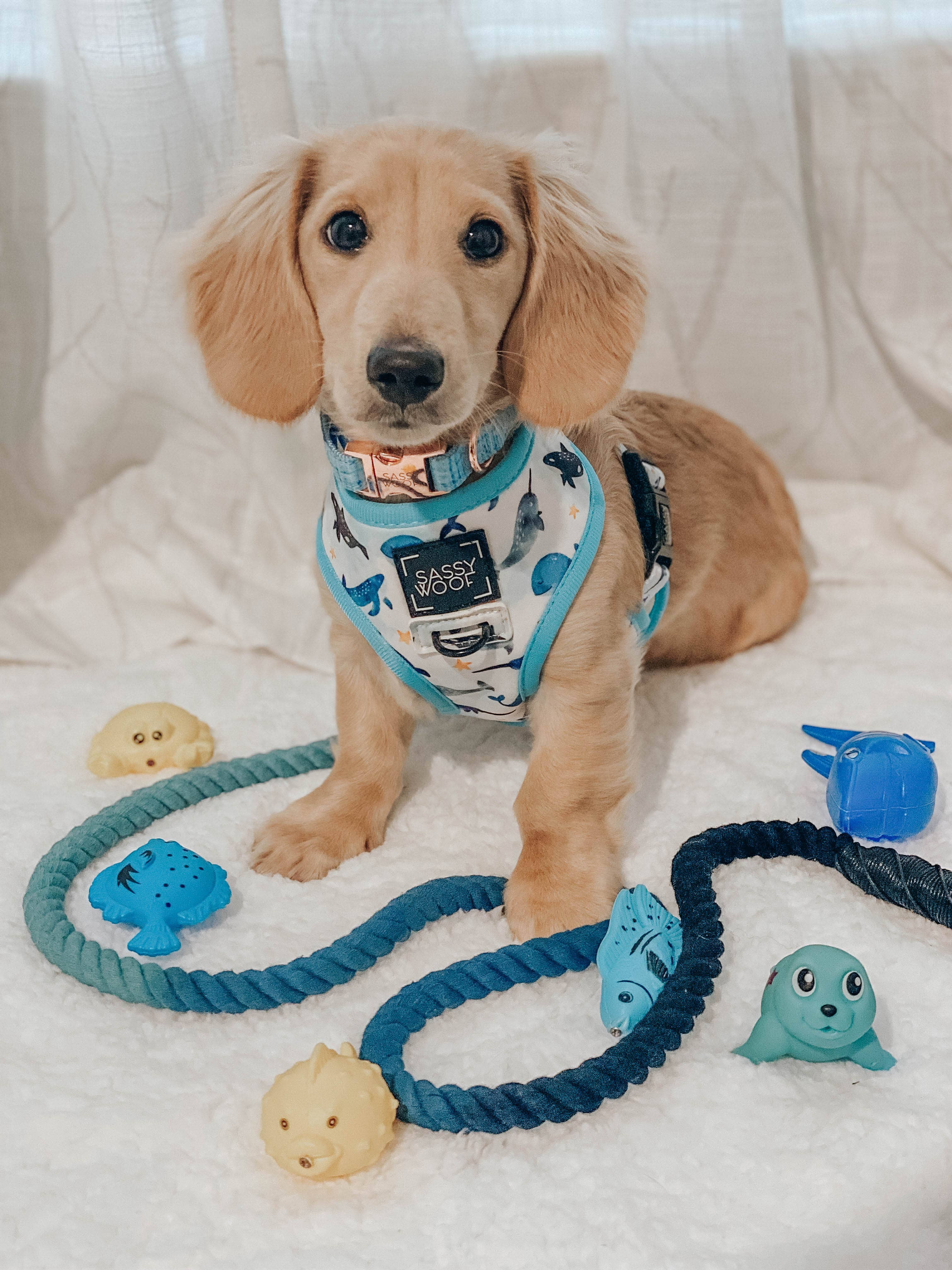 SASSY WOOF - Dog Rope Leash - Romeo