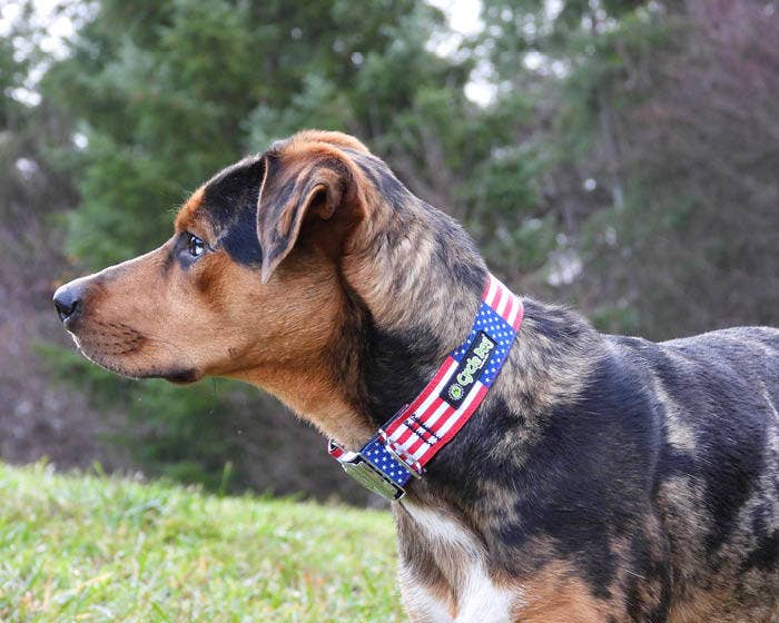 Cycle Dog - USA Stars & Stripes Dog Collar: Plastic Quick Release / Large / Standard