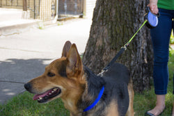 SmartLeash®: SMALL: Up to 22lbs / 10kg (12 ft length) / Black