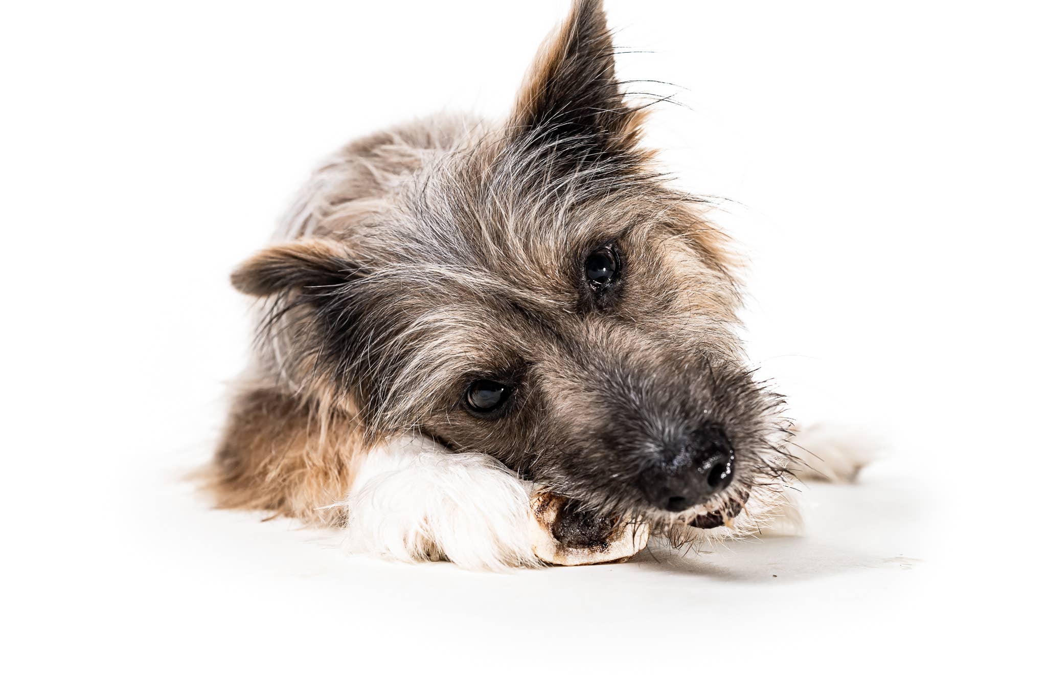 Winnie Lou - The Canine Co. - Bison Marrow Bone - 4"