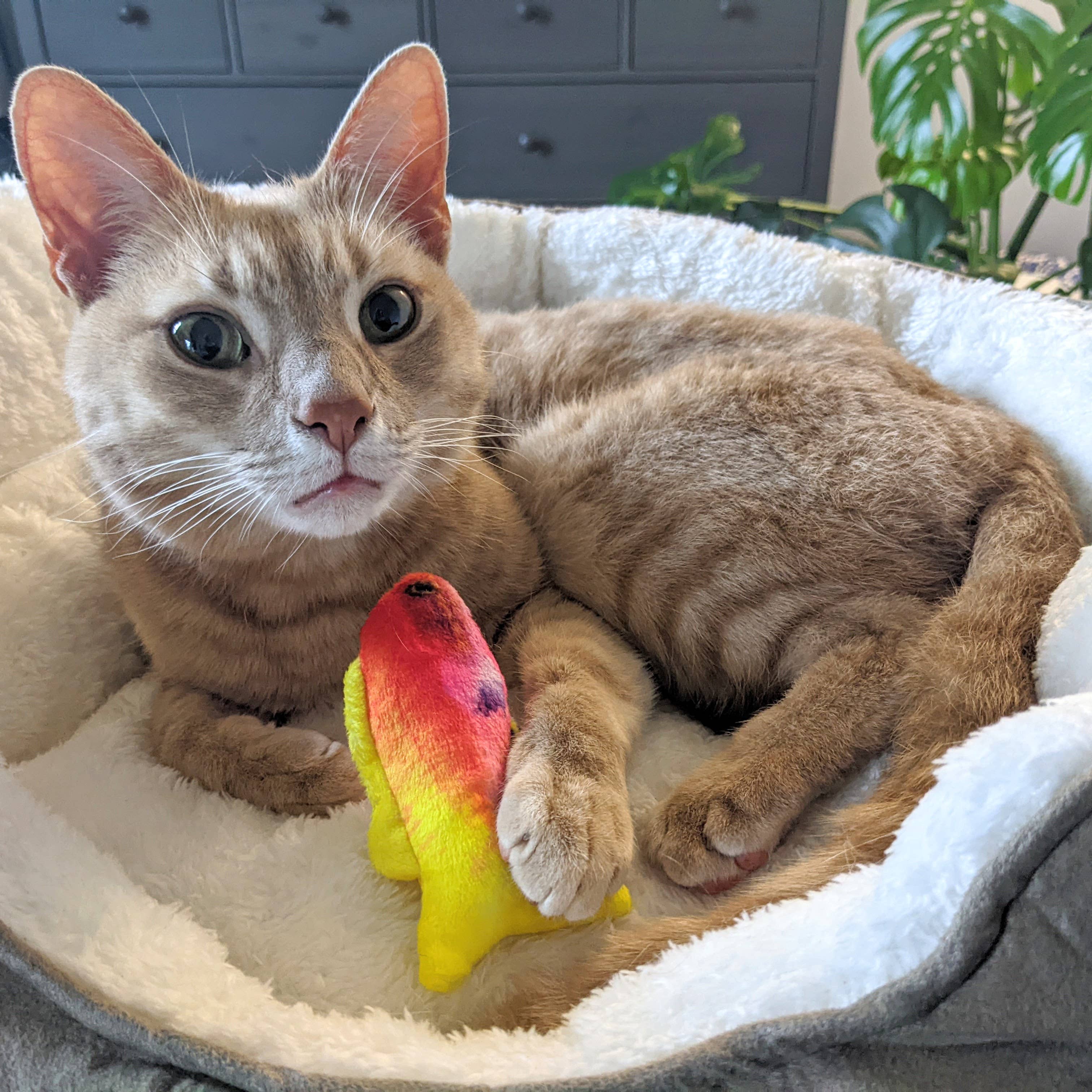 Huxley & Kent - Rainbow Guppy for Cats