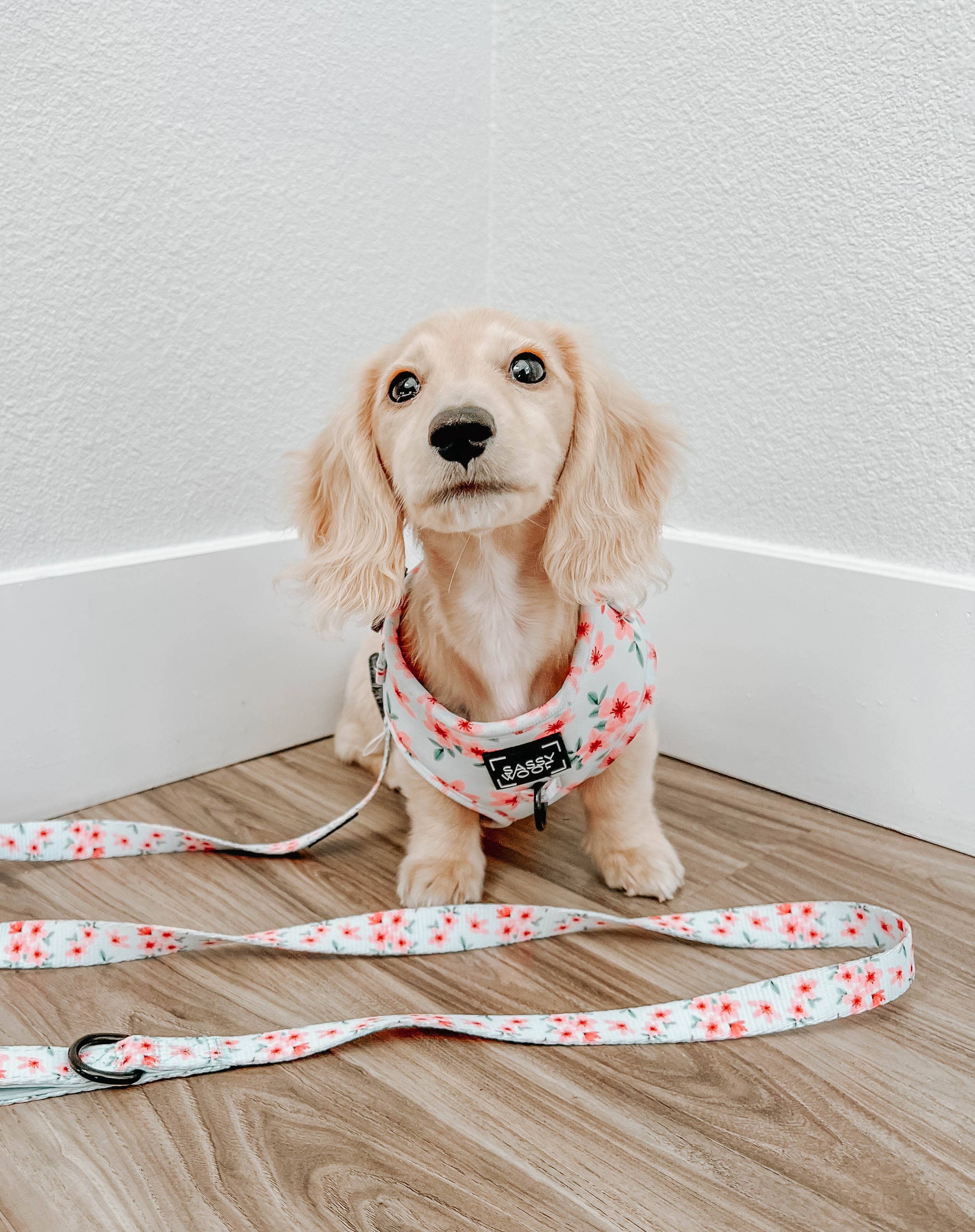 SASSY WOOF - Dog Leash - Sakura