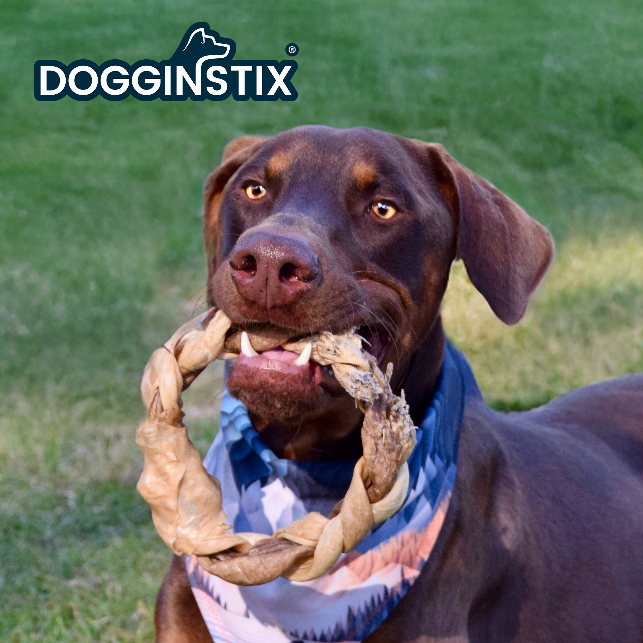 Dogginstix - Braided Sticks Lamb Collagen Ring