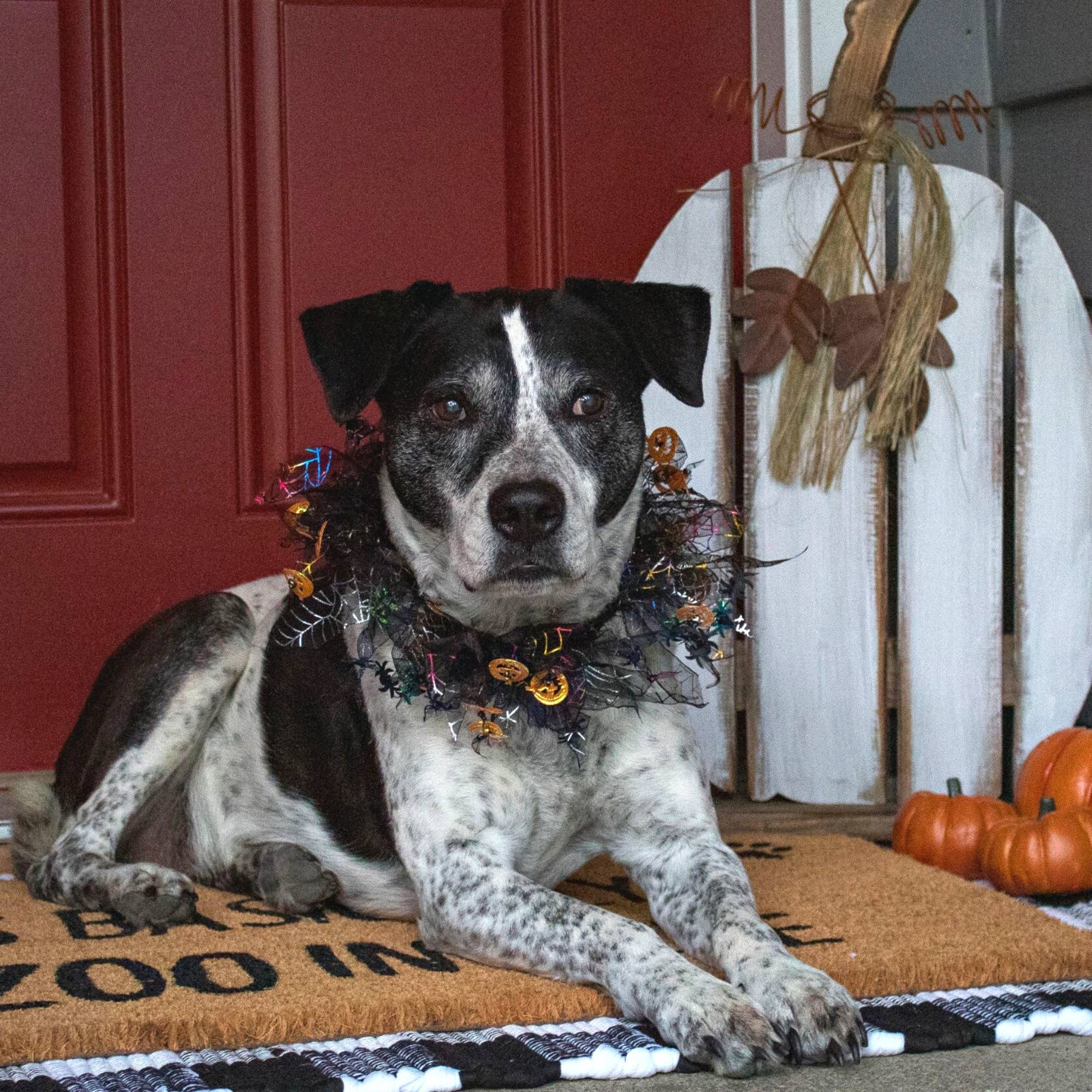 Midlee Designs - Midlee Pumpkin & Spider Web Halloween Decorative Dog Collar: X-Large