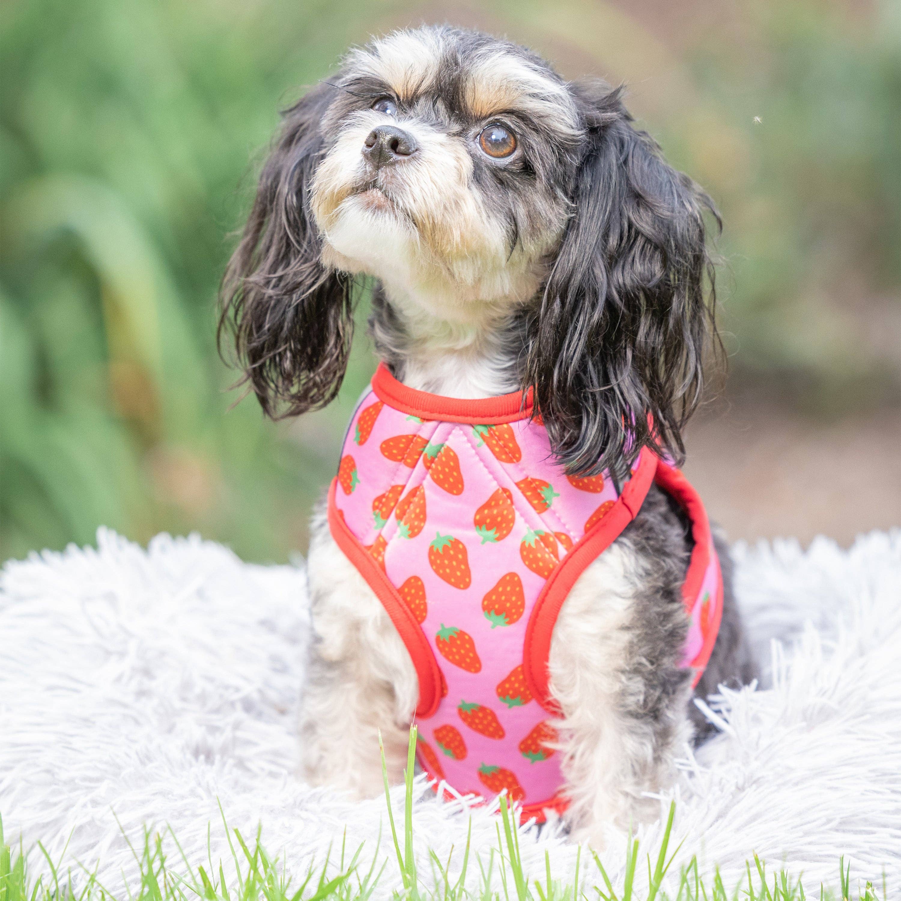 Huxley & Kent - Strawberries Printed Hudson Harness: XXS (2-6lbs)