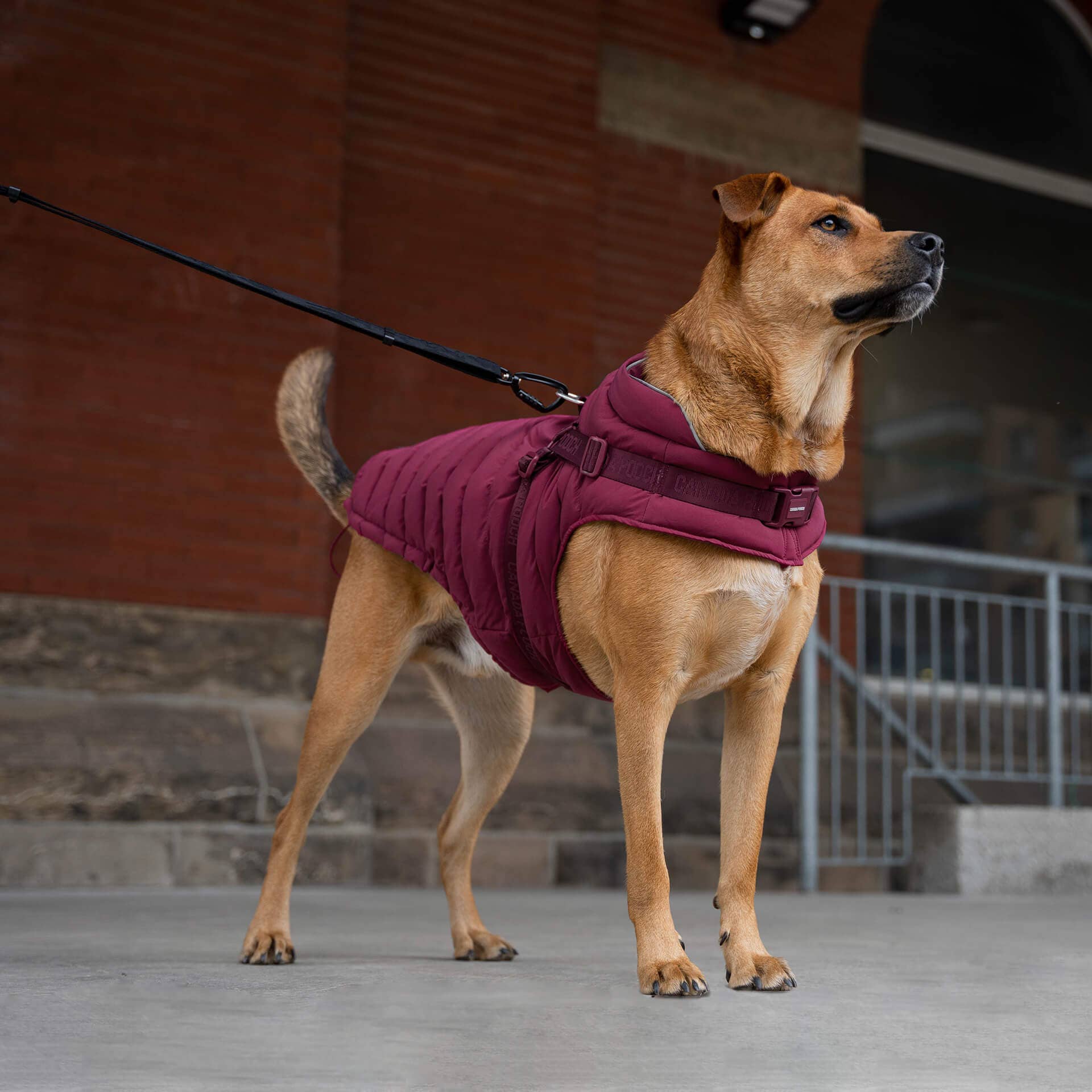 Canada Pooch - Harness Puffer- Dog Coat: Black / 8