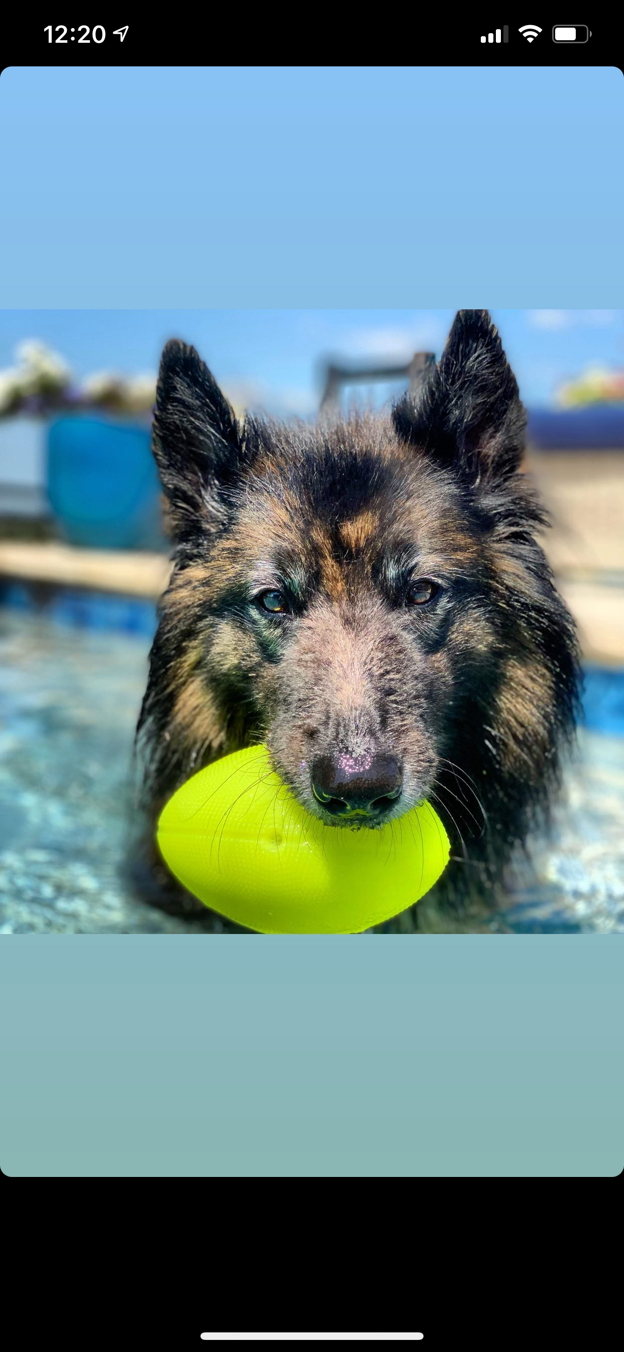 Spunky Pup - Squeak and Glow Football