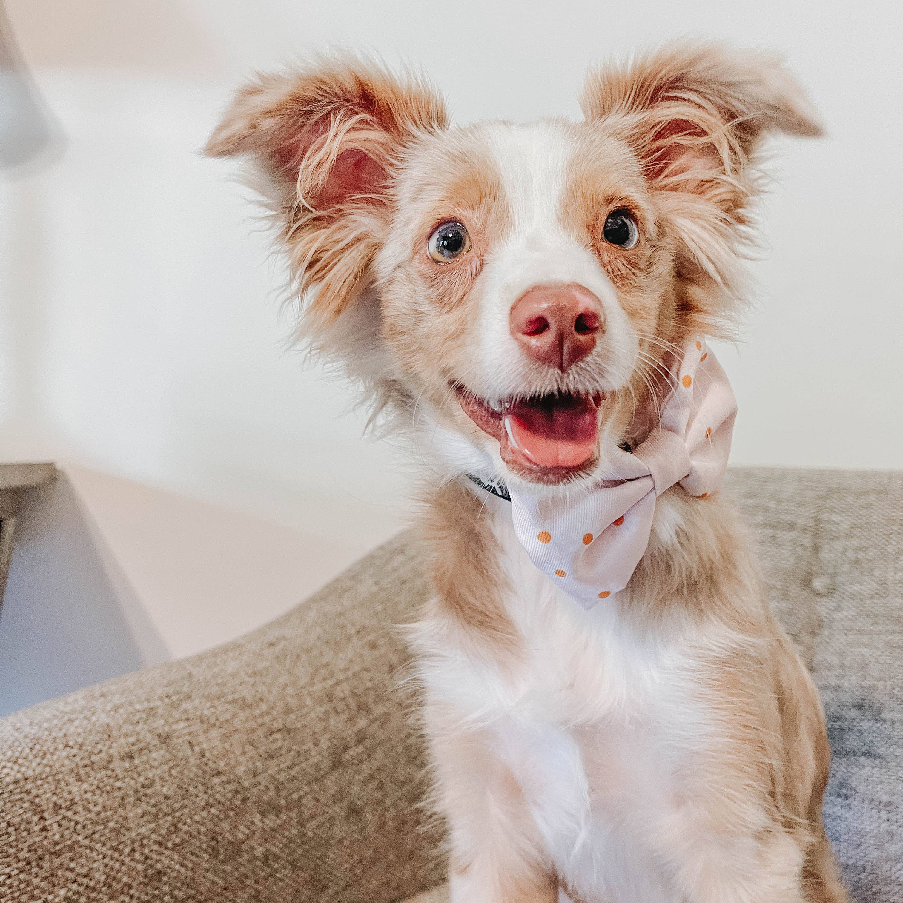 SASSY WOOF - Dog Bowtie - Dainty Daisy