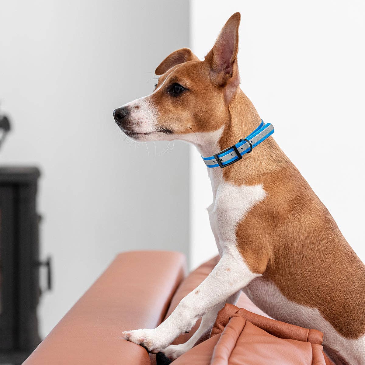 Dogline - Biothane Translucent Reflective Collar: Red / 22"-25" / 1"