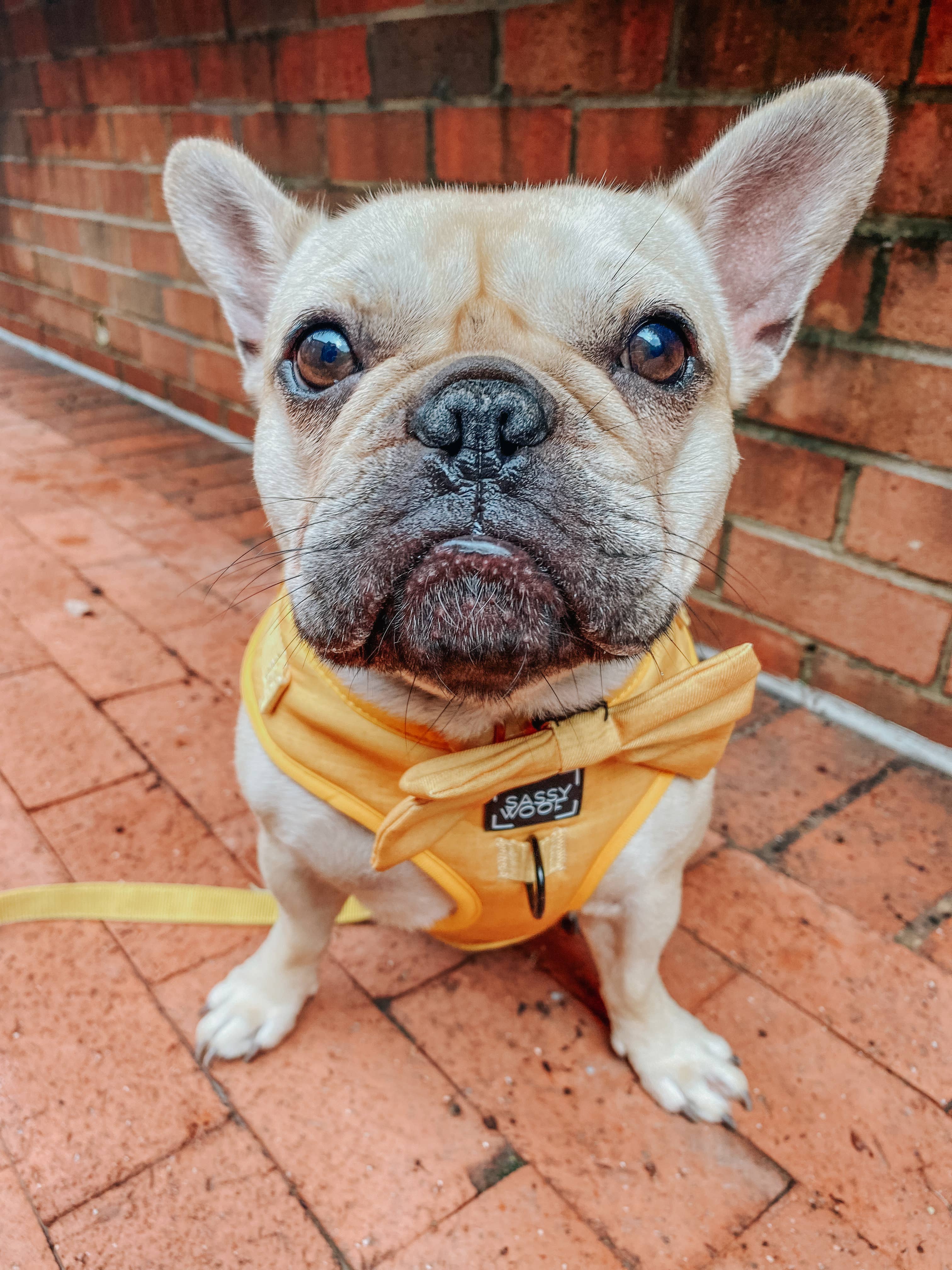 SASSY WOOF - Dog Sailor Bow - Sunflower Fields