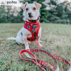 SASSY WOOF - Dog Collar - Harry Potter™: Medium