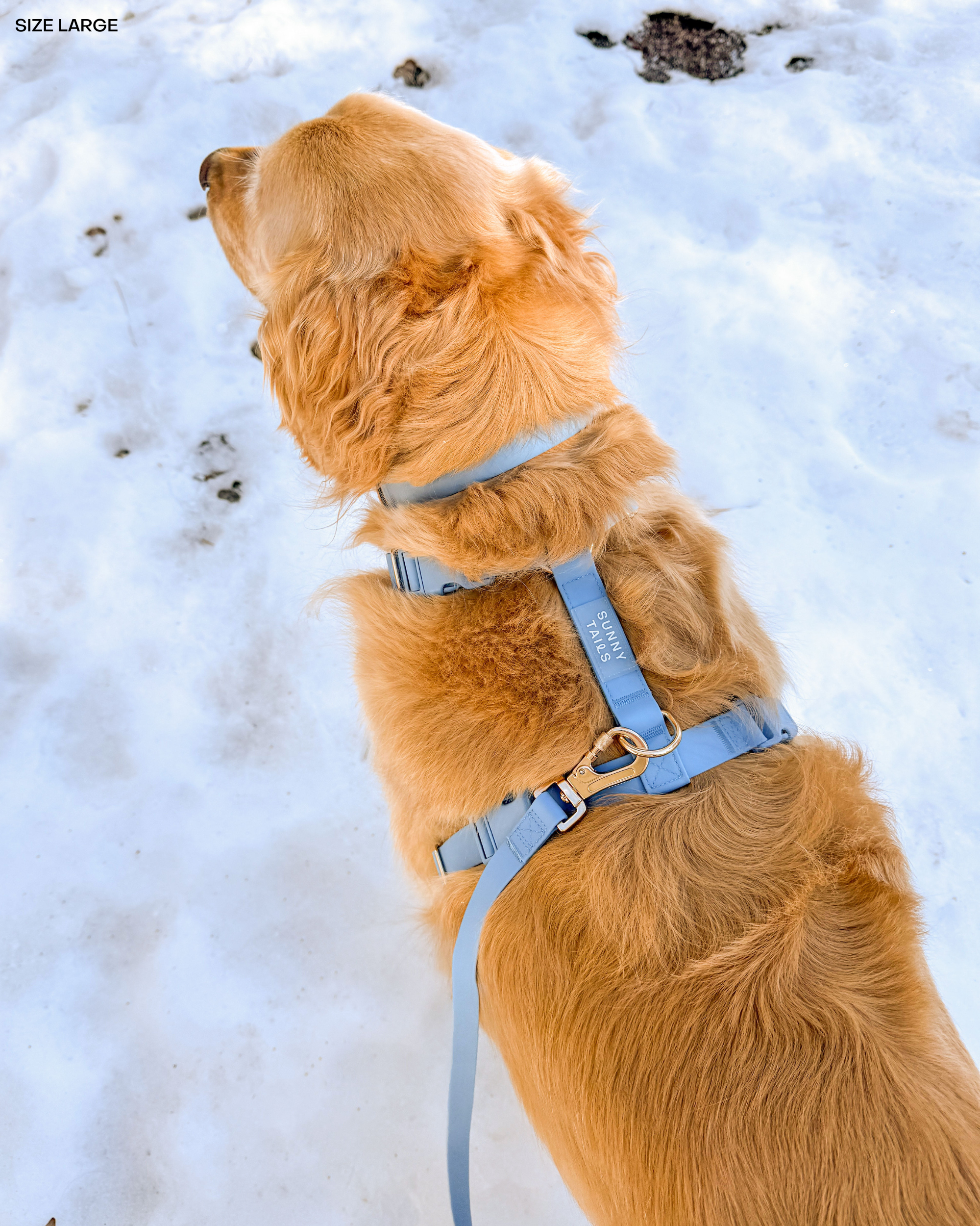 SUNNY TAILS - Malibu Blue Waterproof Dog Collar: LARGE