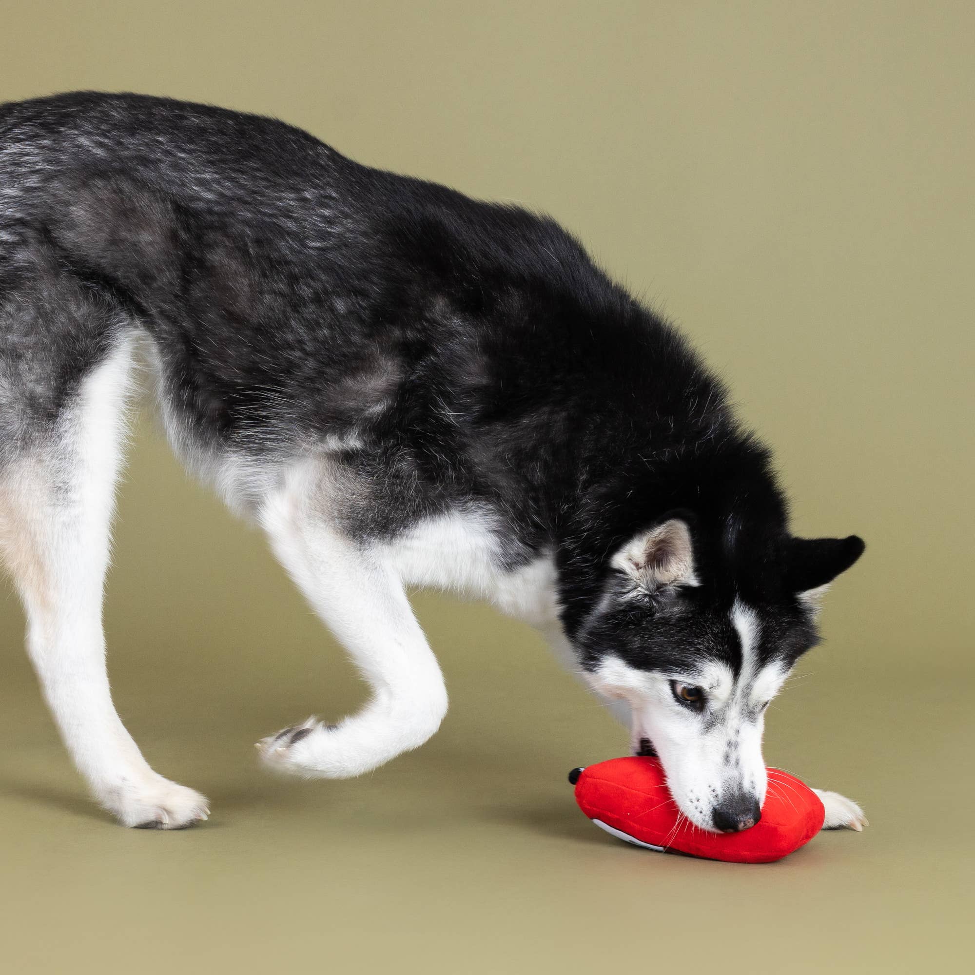 Wagsdale - BITS & PIECES PLUSH DOG TOY