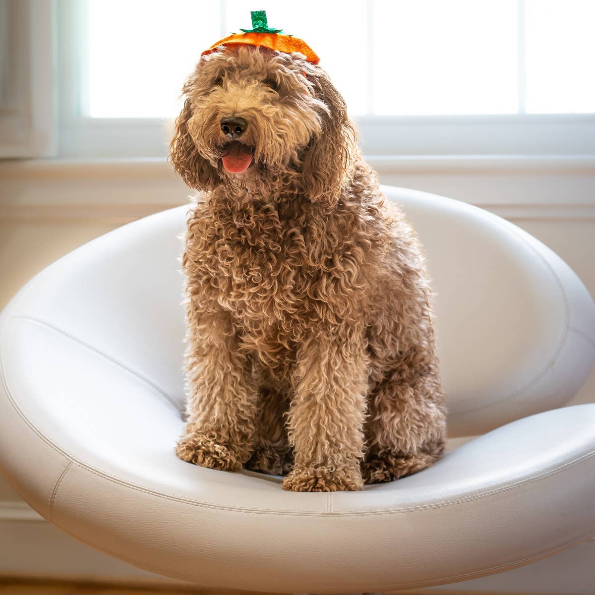 Midlee Designs - Midlee Dog Pumpkin Headband Halloween Costume