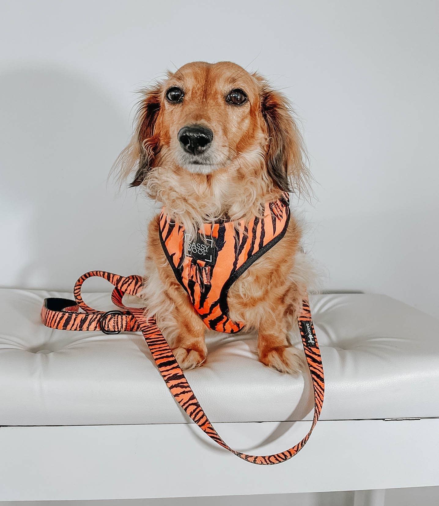 SASSY WOOF - Dog Leash - Paw of the Tiger